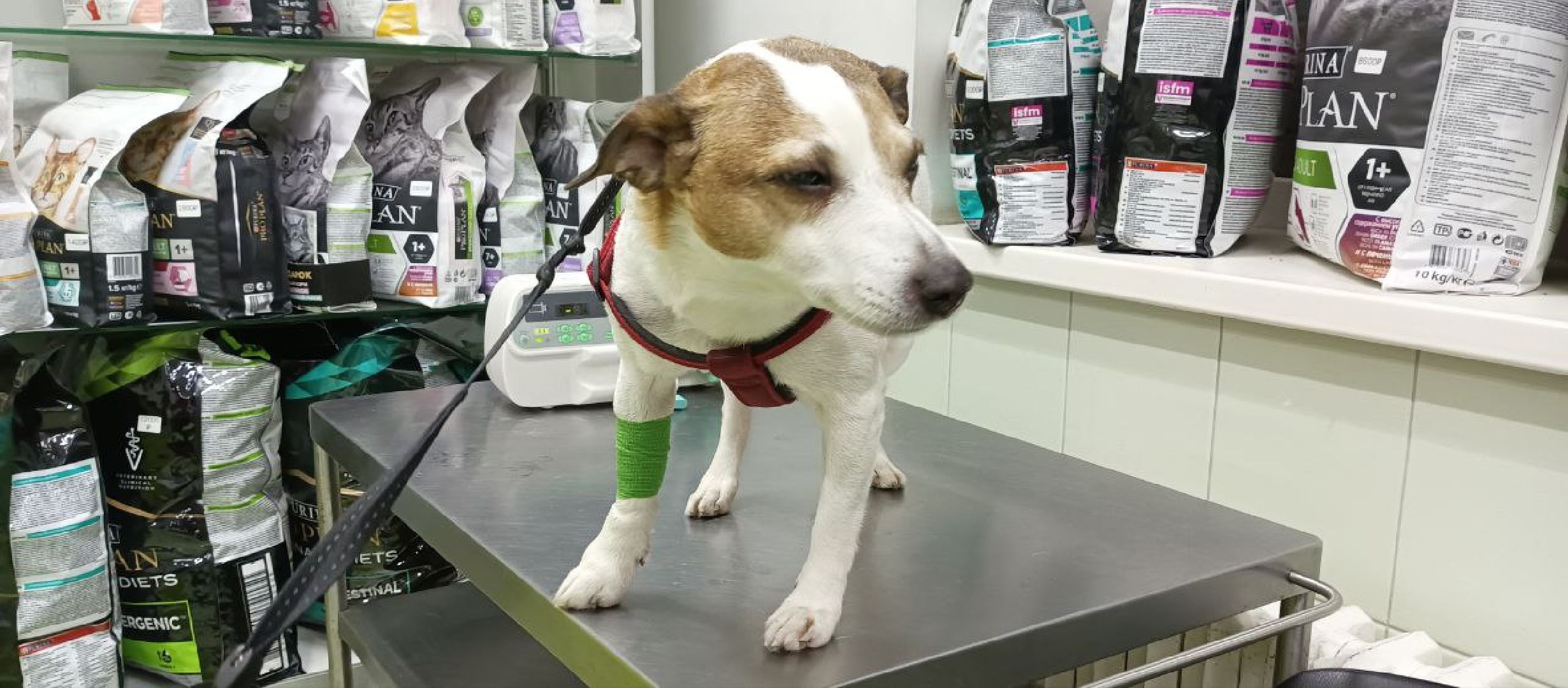 Коломна, ветеринария, вакцинация, домашние животные,