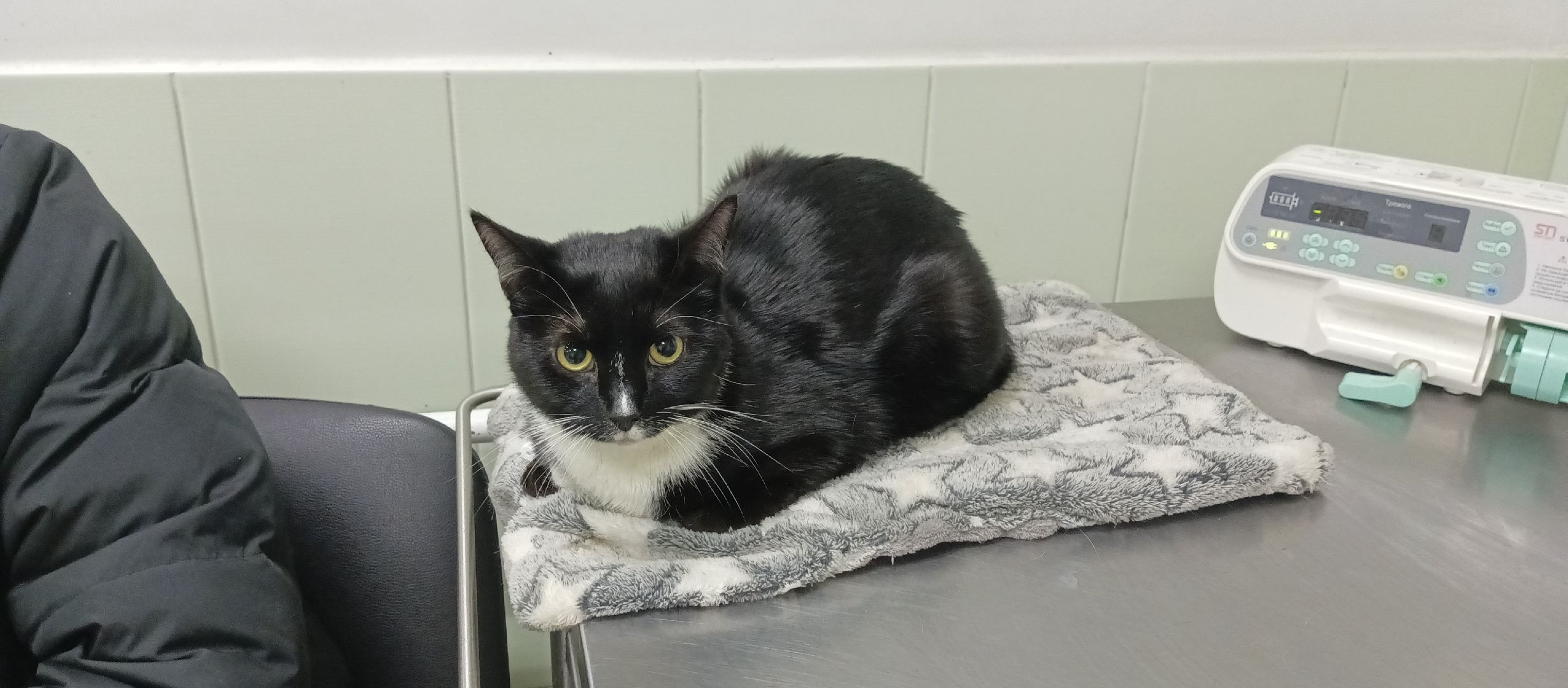 Коломна, ветеринария, вакцинация, домашние животные,