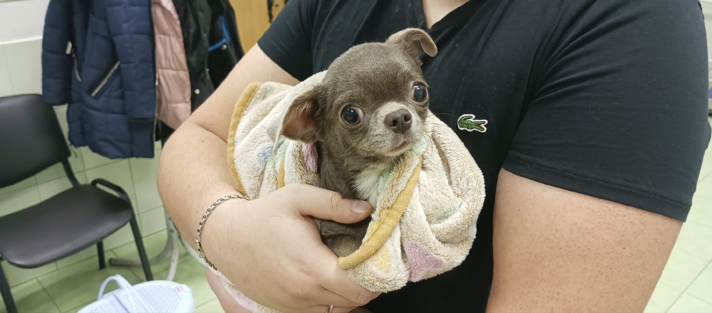 Коломна, ветеринария, вакцинация, домашние животные,