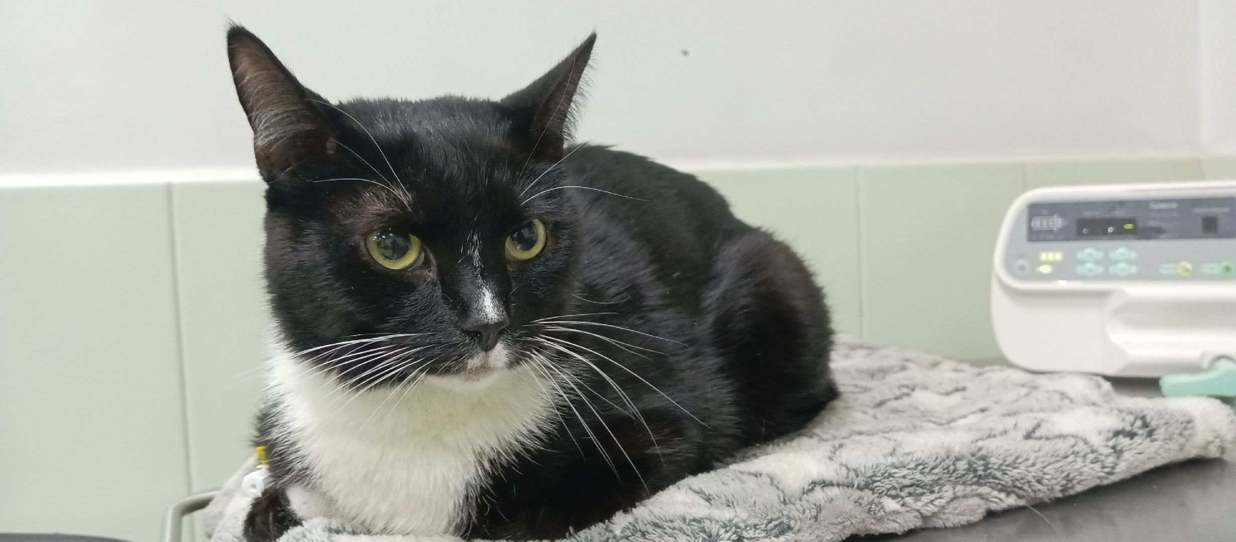 Коломна, ветеринария, вакцинация, домашние животные,