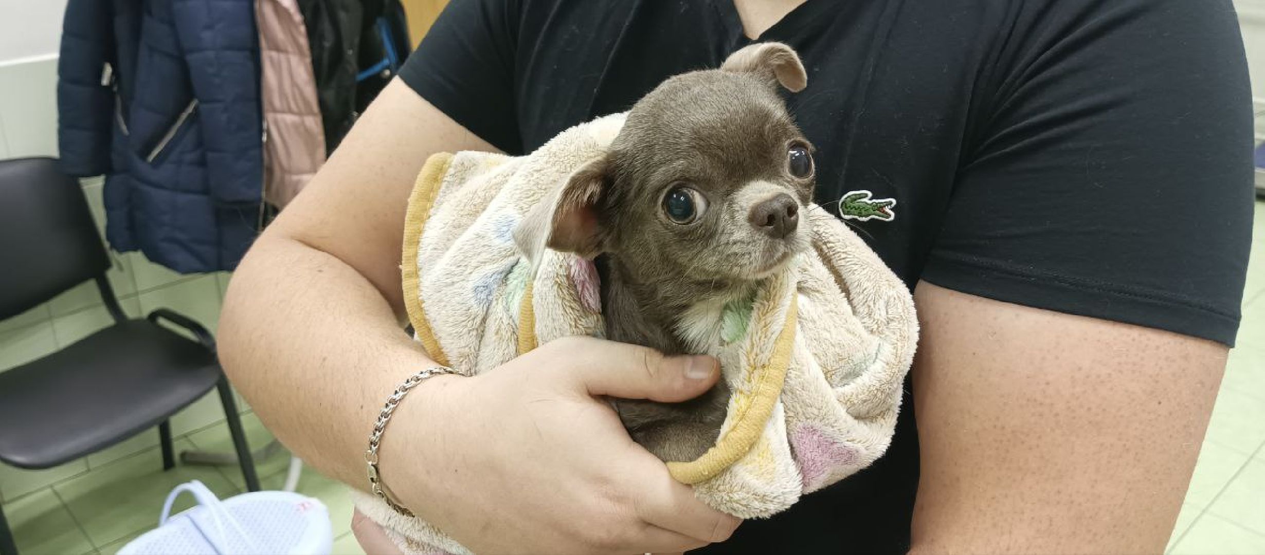 Коломна, ветеринария, вакцинация, домашние животные,