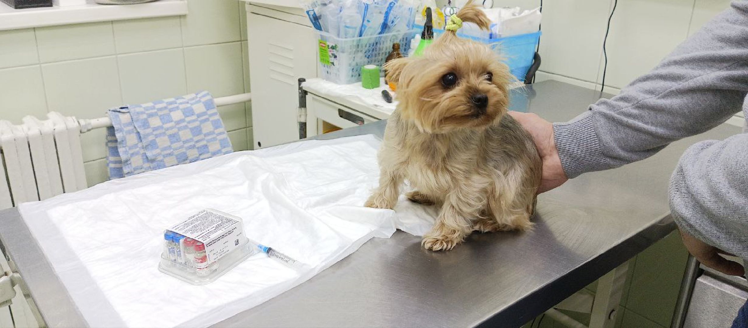 Коломна, ветеринария, вакцинация, домашние животные,