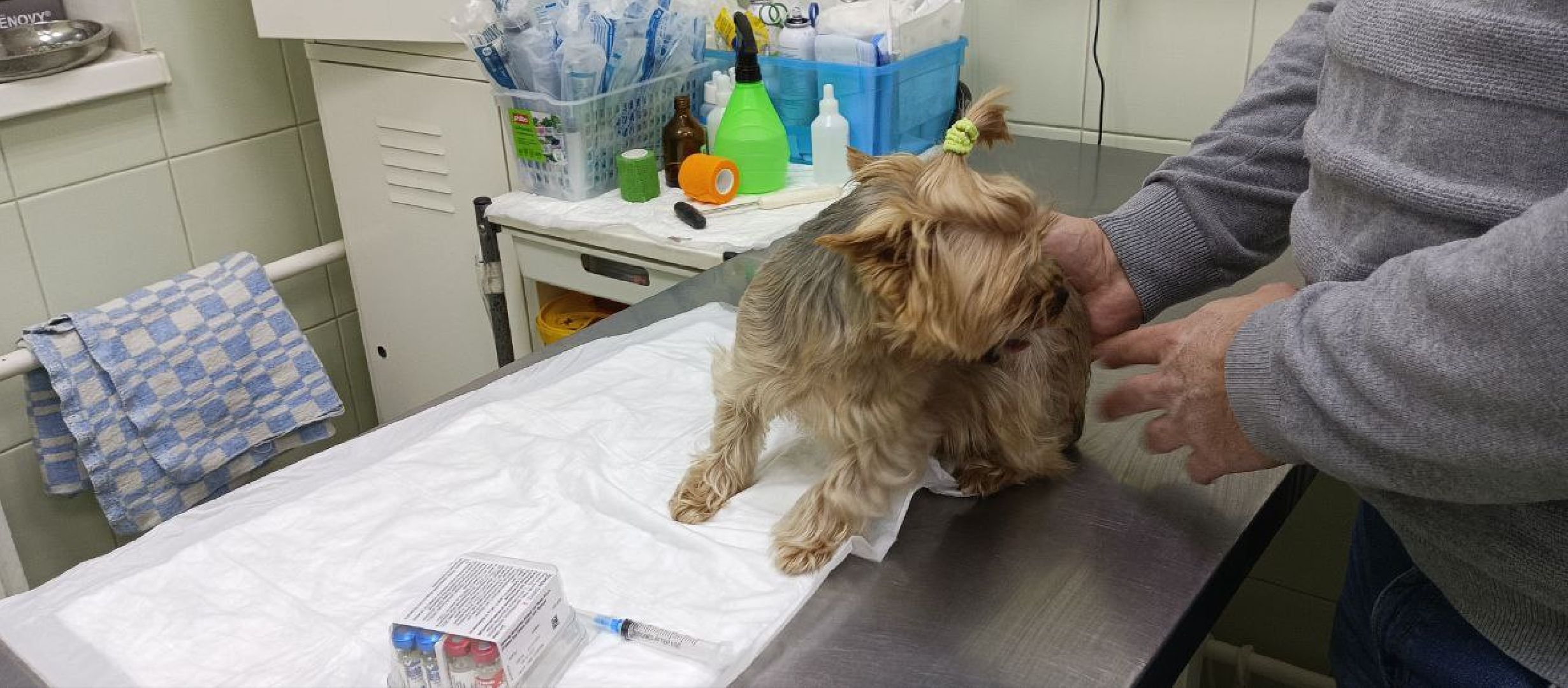 Коломна, ветеринария, вакцинация, домашние животные,