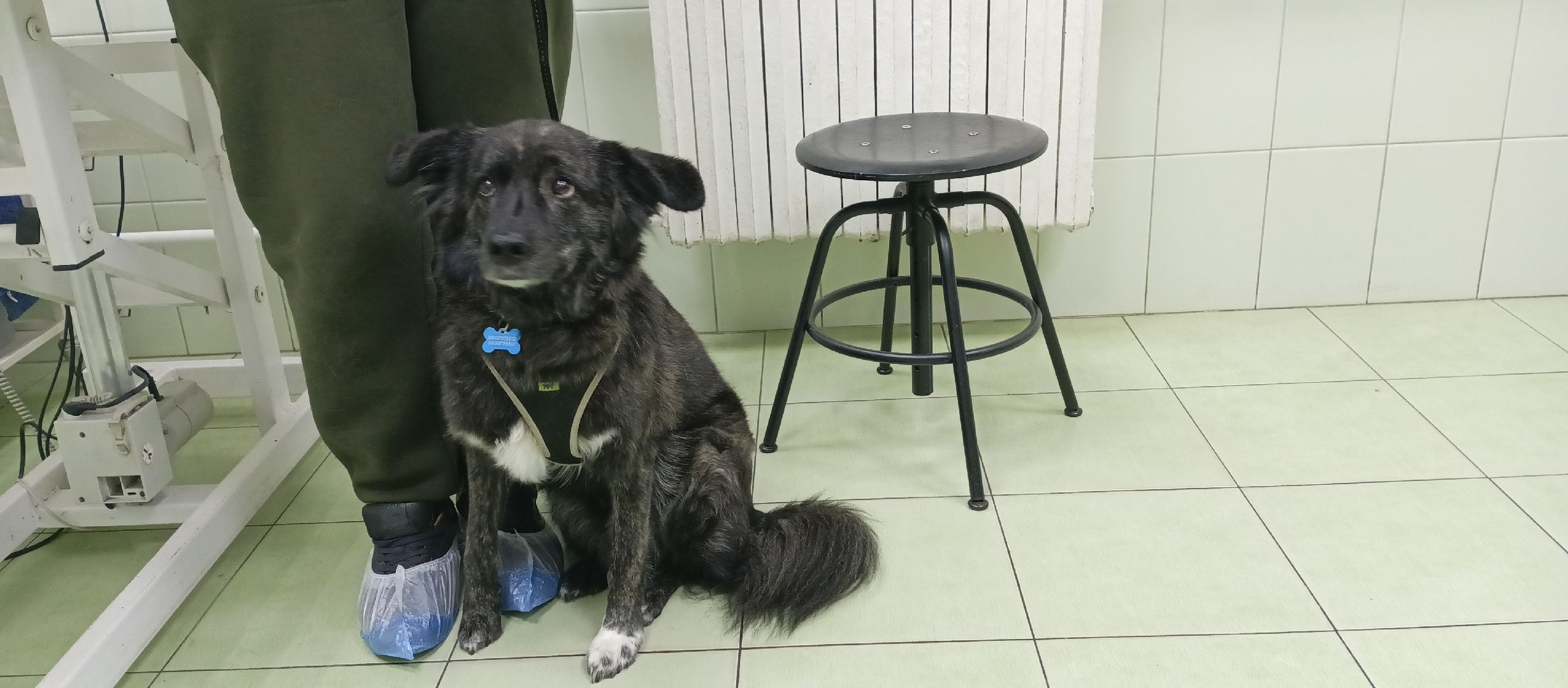 Коломна, ветеринария, вакцинация, домашние животные,