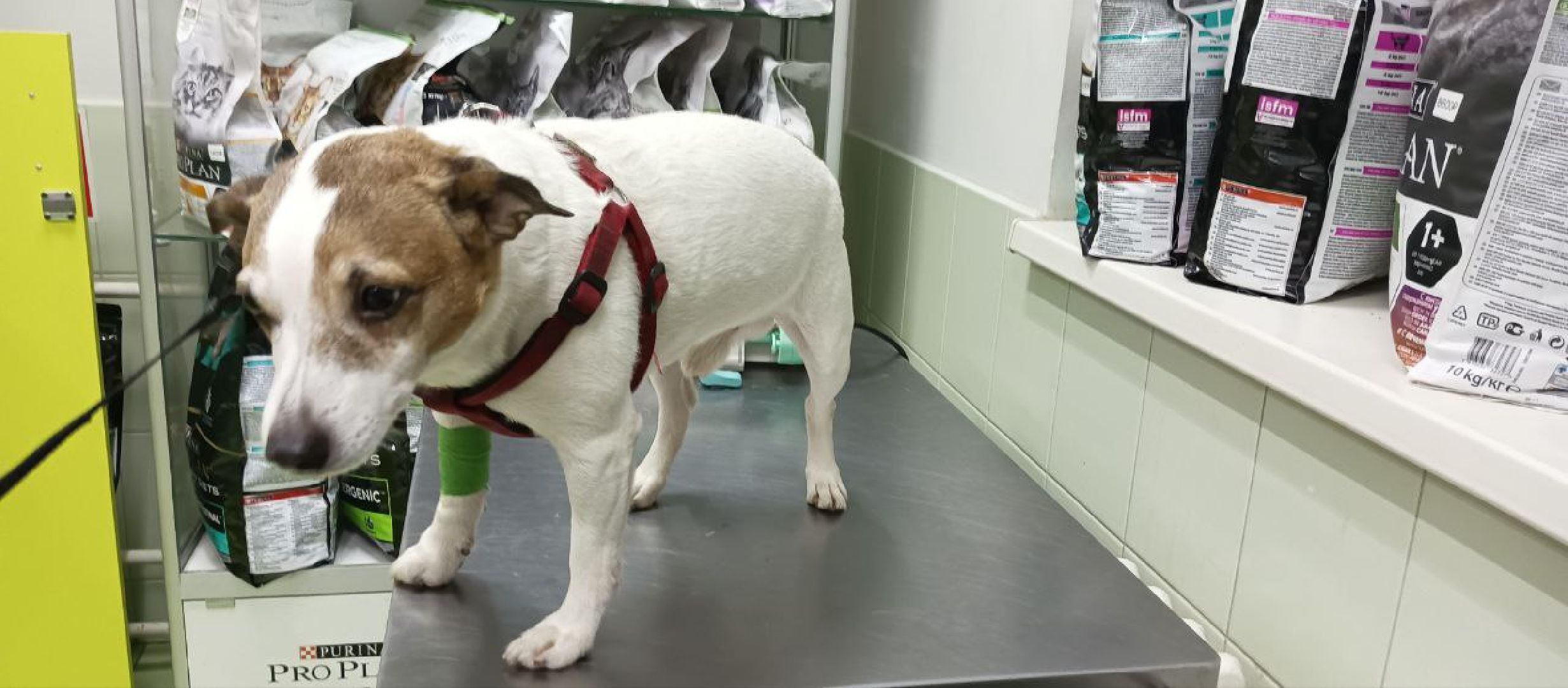 Коломна, ветеринария, вакцинация, домашние животные,