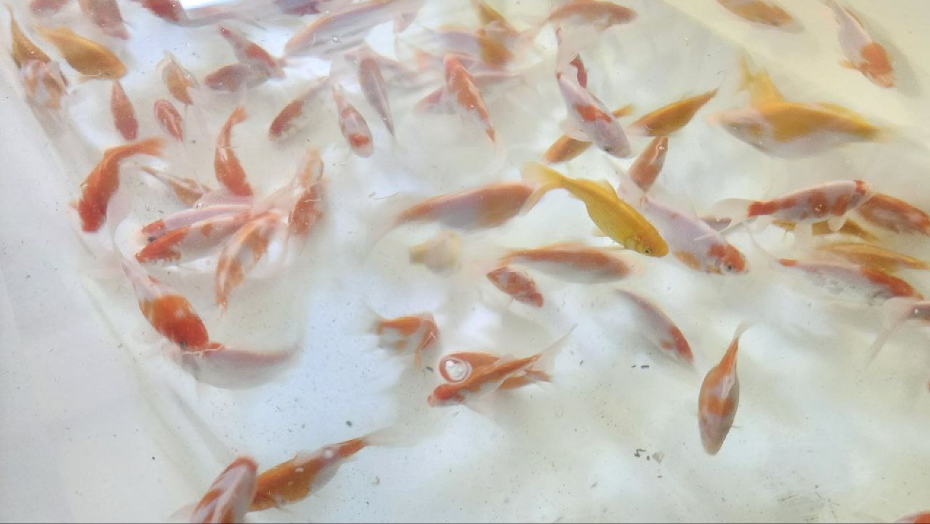 Дмитров, ВНИРО, ВНИИПРХ, Росрыболовство,