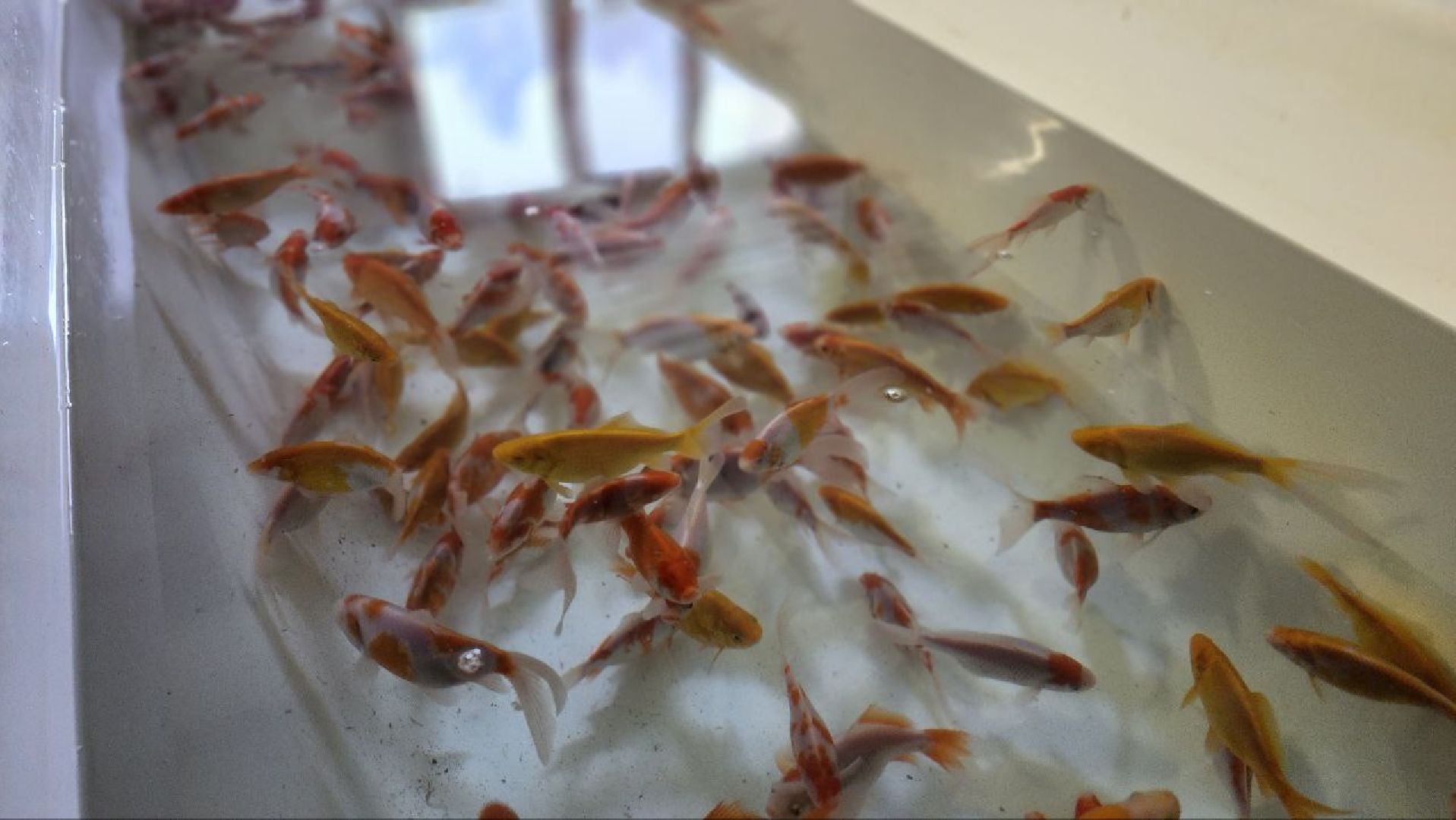 Дмитров, ВНИРО, ВНИИПРХ, Росрыболовство,