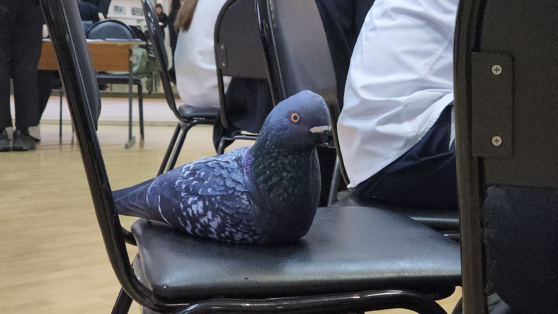 Павловский Посад, городской округ павловский посад, Люди, Игра, Школа, Что Где Когда, Образование,