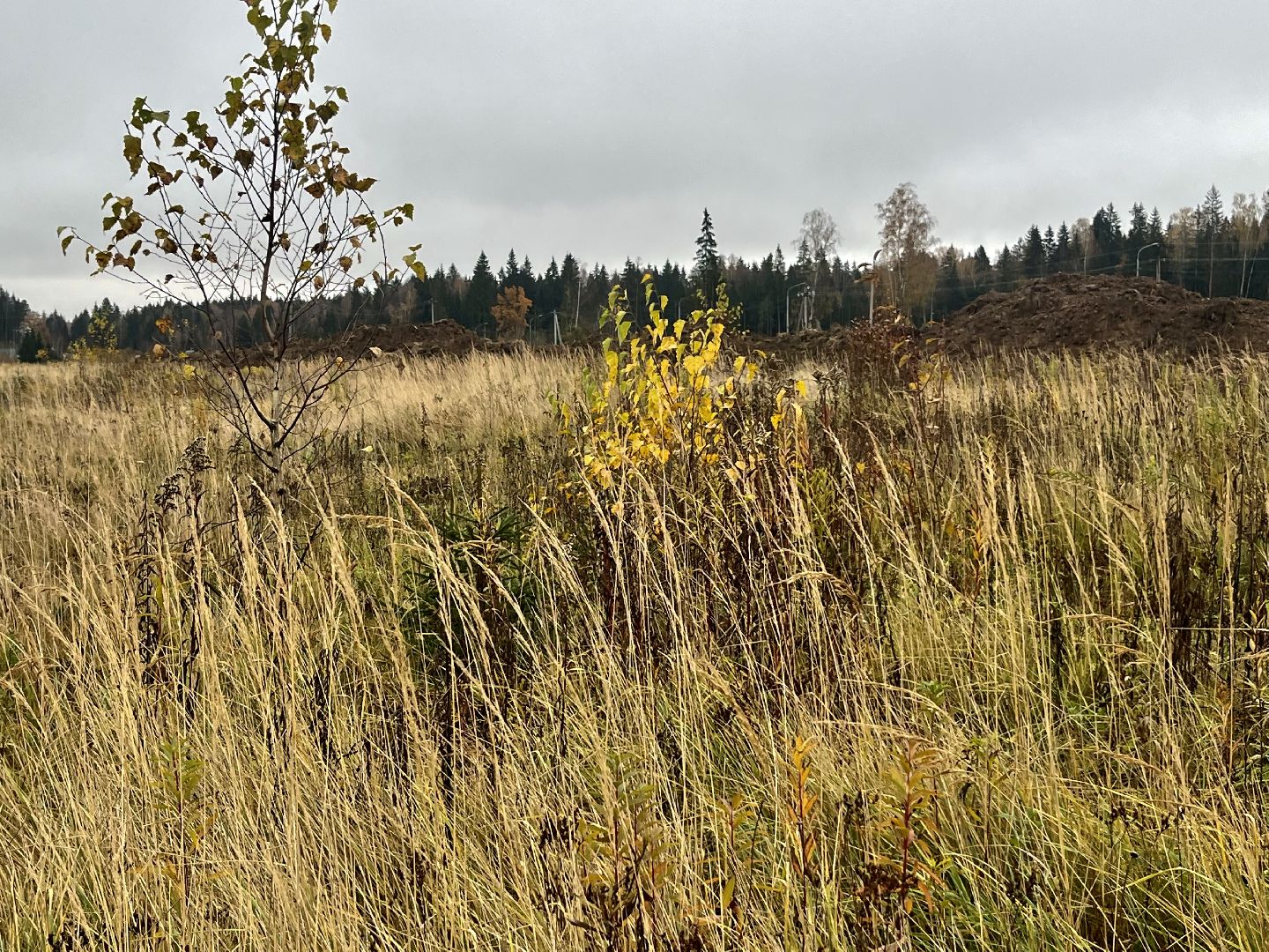 наро-фоминск, наро-фоминский городской округ, сельское хозяйство, агроподворье, фермерство, Подмосковье,