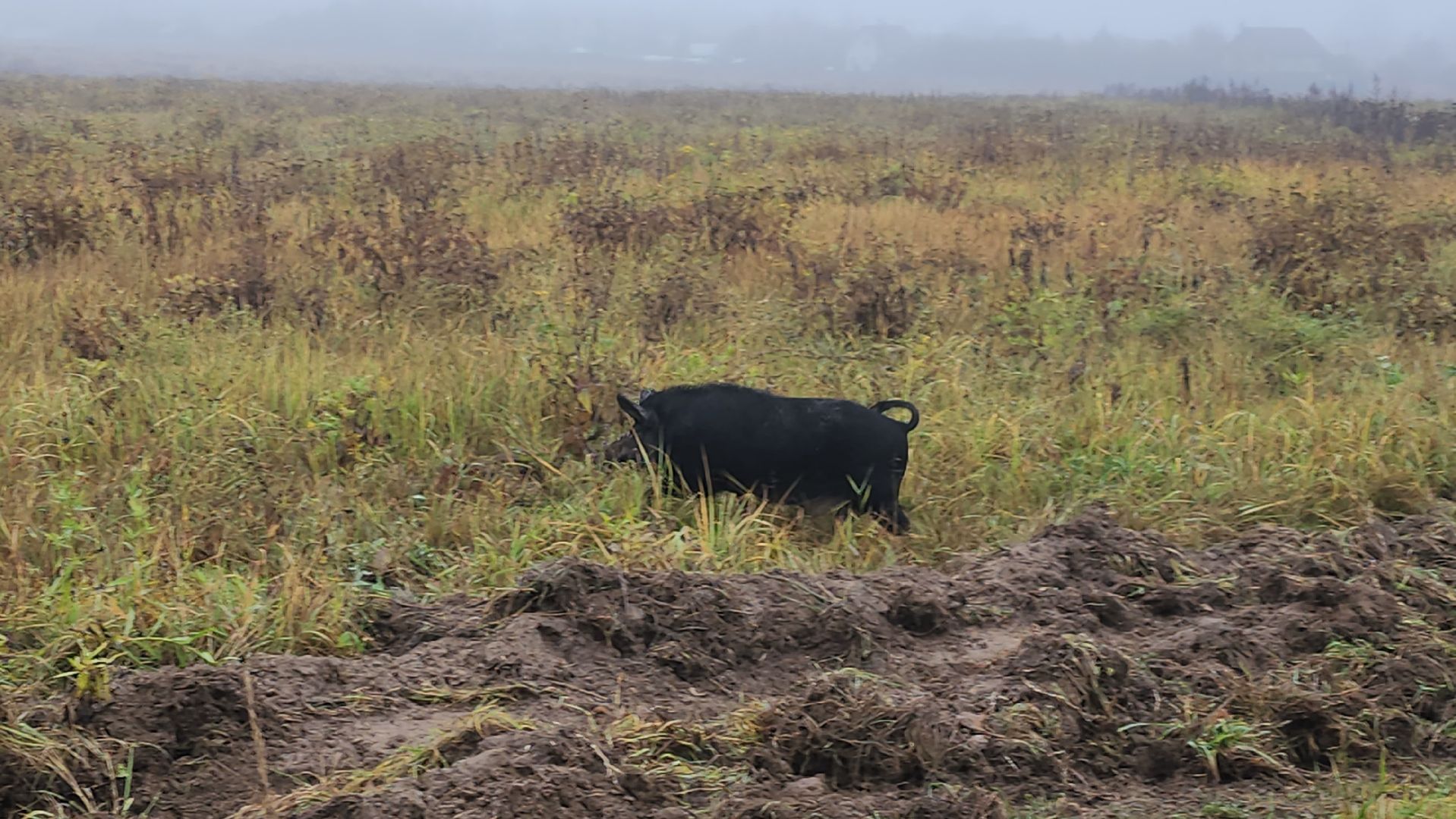 серпухов, подмосковье, свиньи сбежали, Шатово,