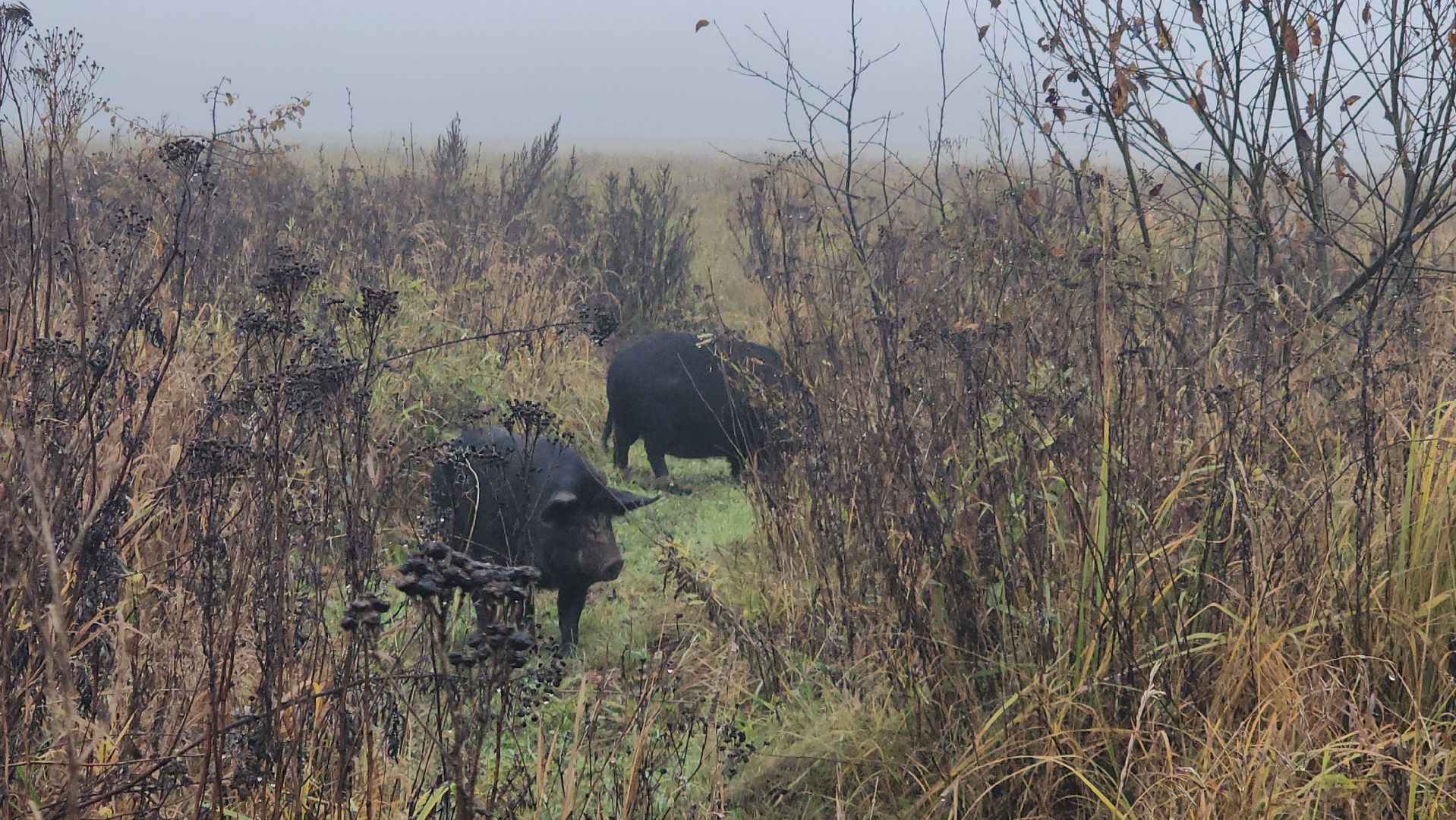 серпухов, подмосковье, свиньи сбежали, Шатово,