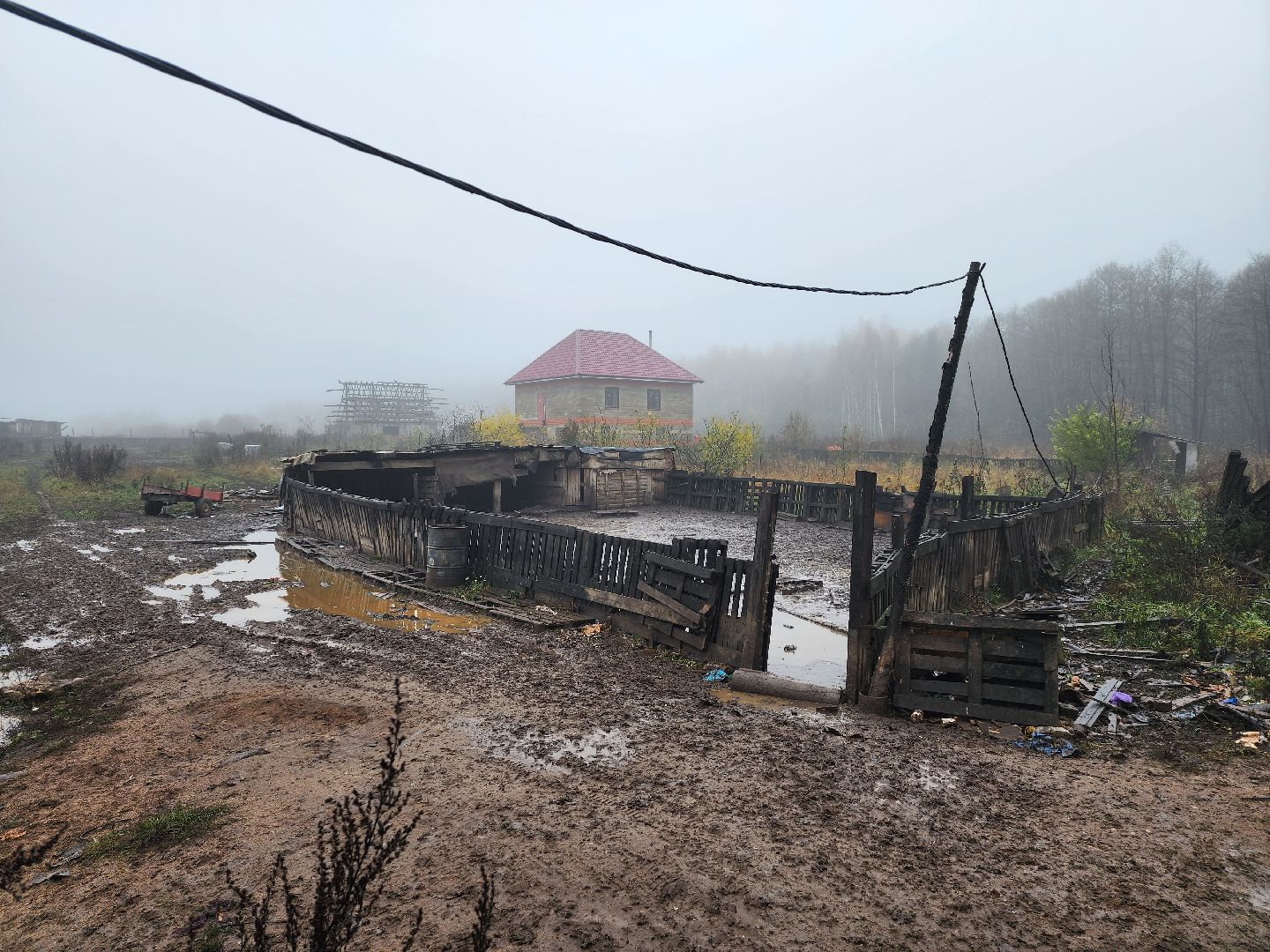 серпухов, подмосковье, свиньи сбежали, Шатово,