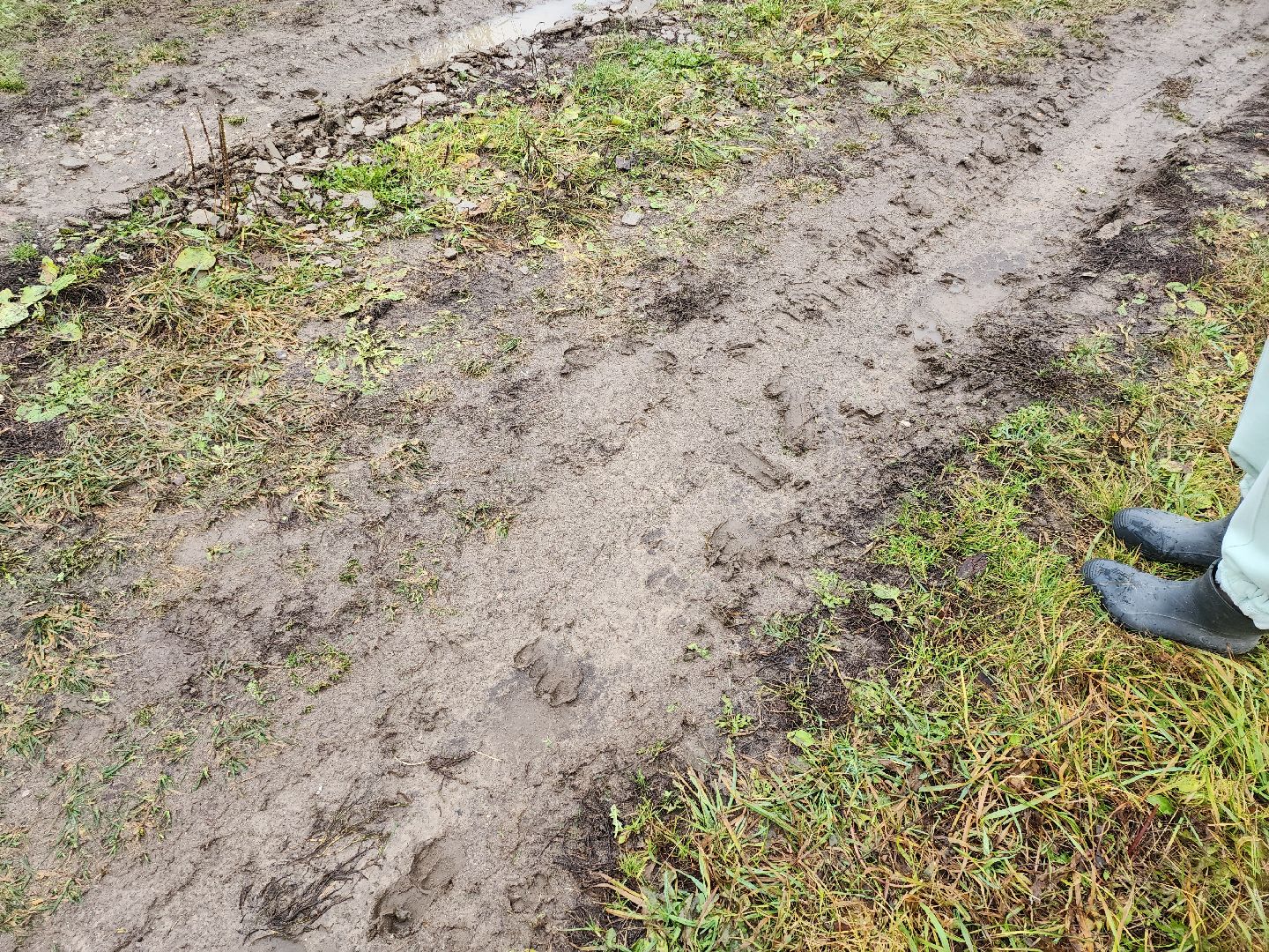 серпухов, подмосковье, свиньи сбежали, Шатово,