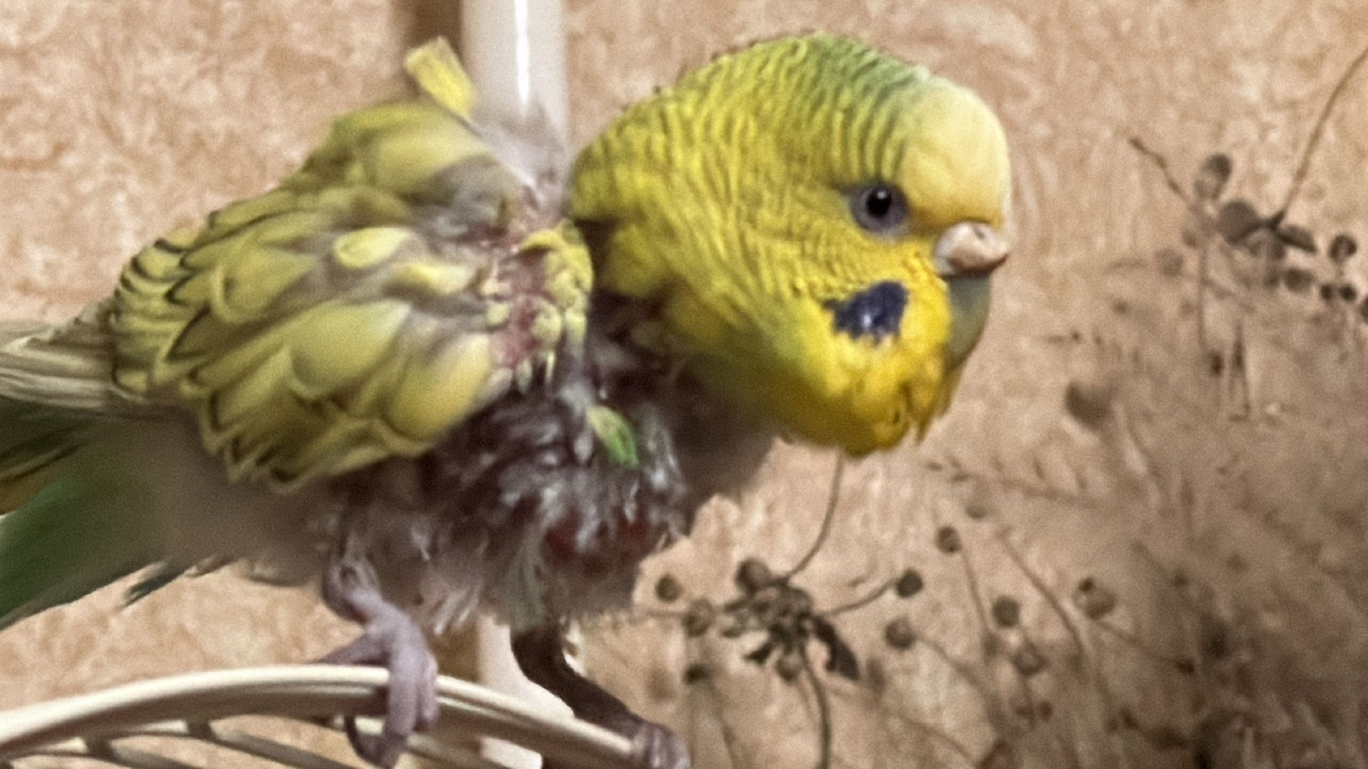 Одинцово, Щебекино, Подмоковье,