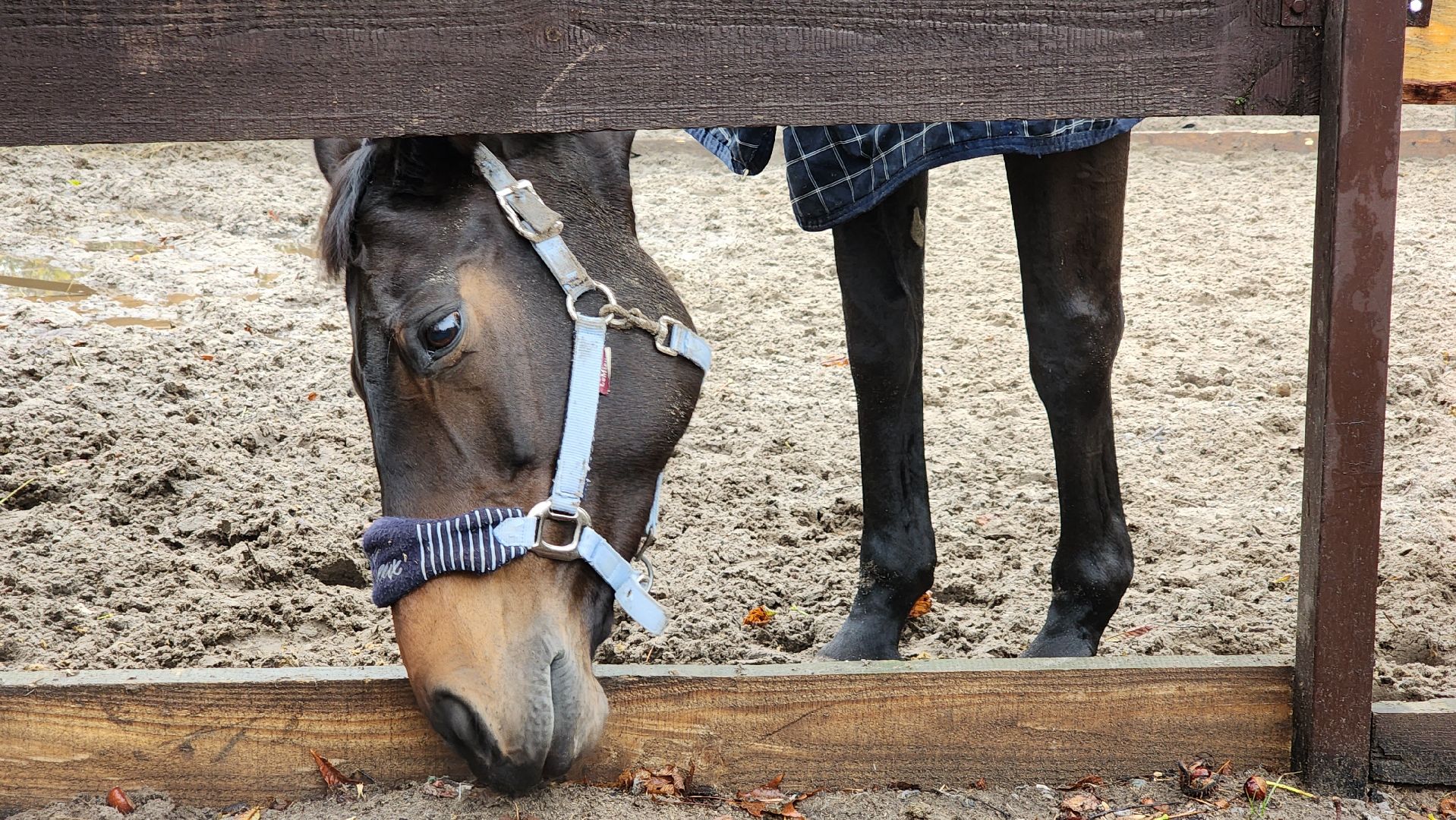 параспорт, Котельники, СШОР, ОВЗ,