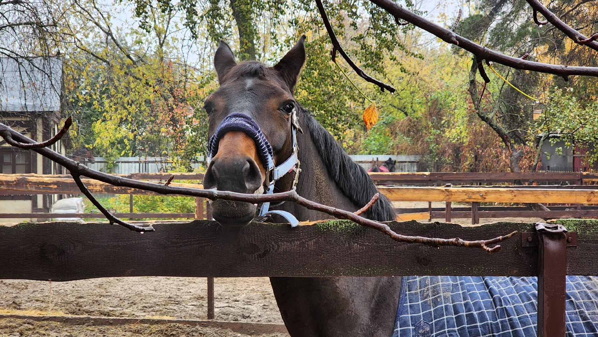 параспорт, Котельники, СШОР, ОВЗ,