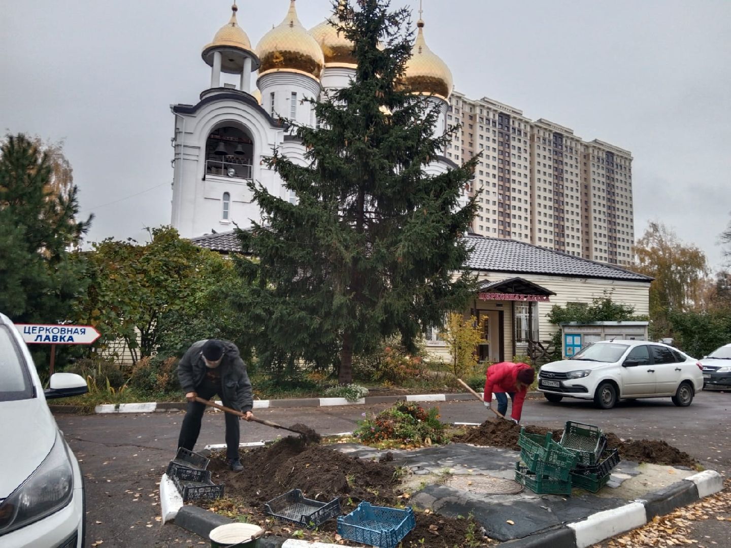 Пантелеимоновский приход, цветы, тюльпаны, луковицы, молодая гвардия, Пушкарева, ВООПИК, Город-сад,