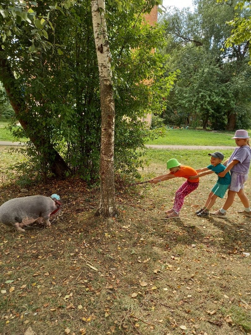 Волоколамск, Поросенок, Жужа,