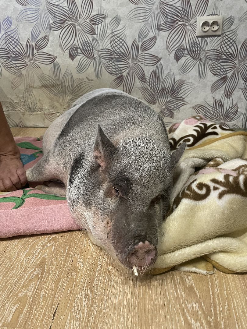 Волоколамск, Поросенок, Жужа,