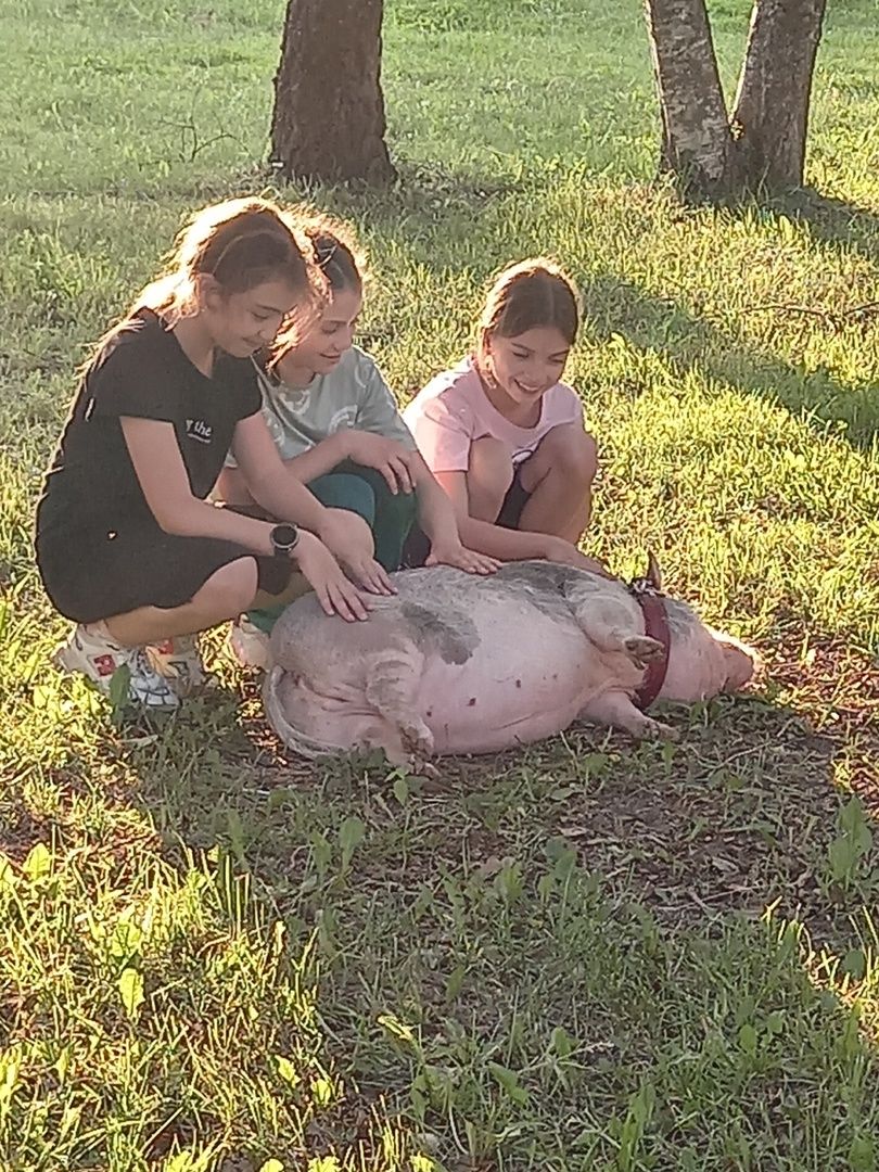 Волоколамск, Поросенок, Жужа,