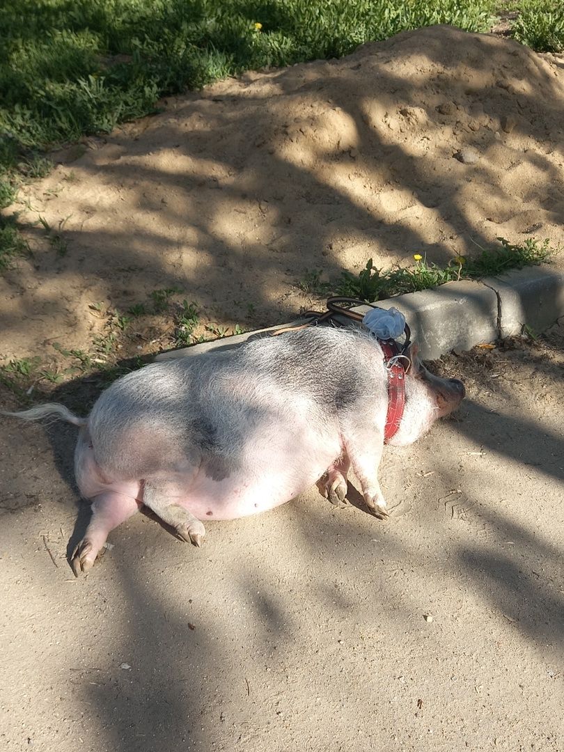 Волоколамск, Поросенок, Жужа,