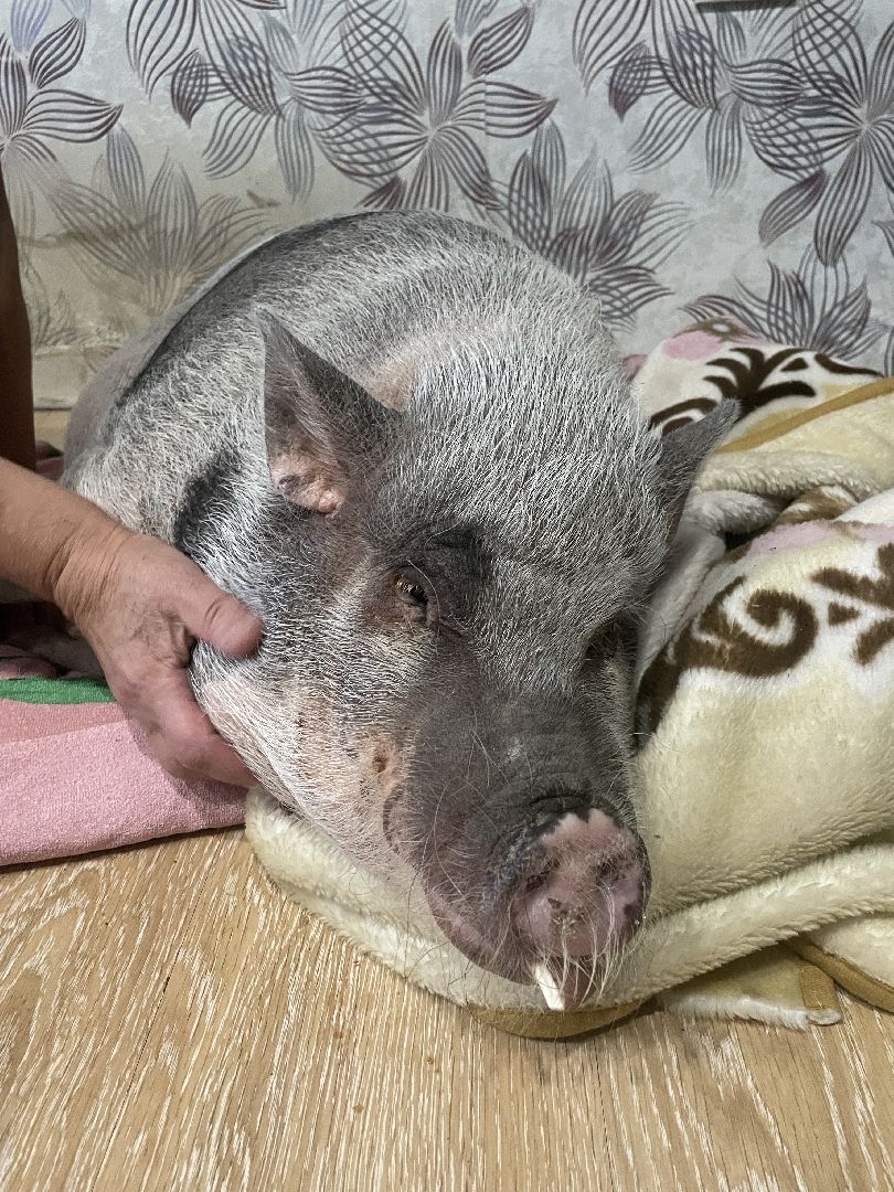 Волоколамск, Поросенок, Жужа,