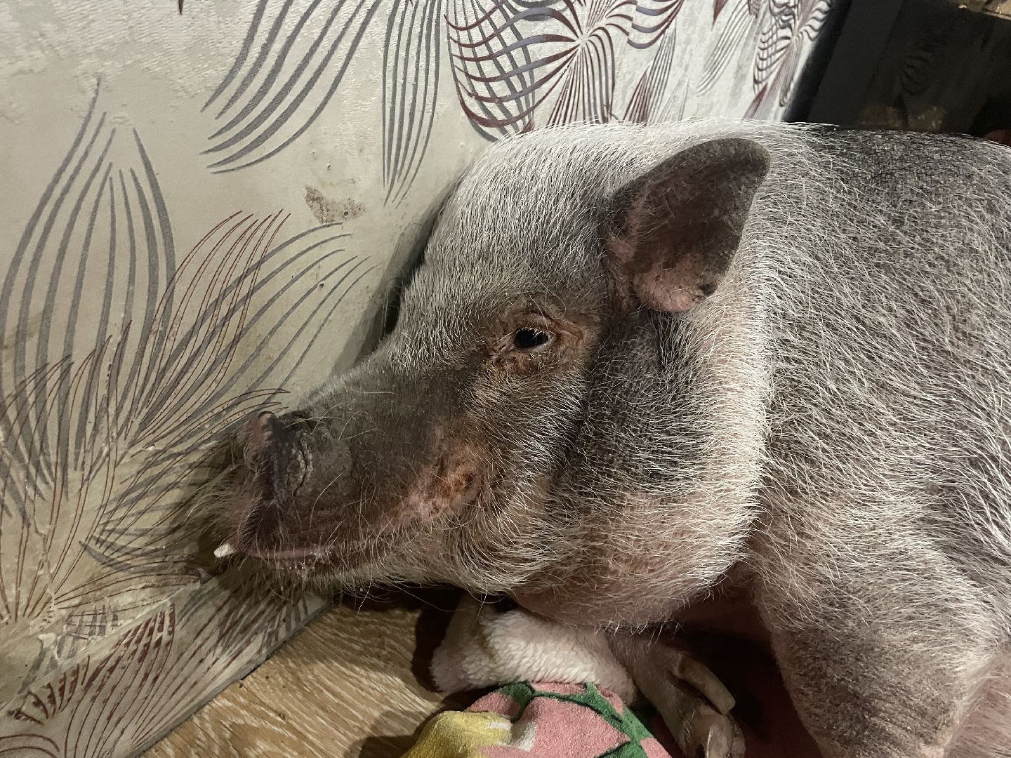 Волоколамск, Поросенок, Жужа,