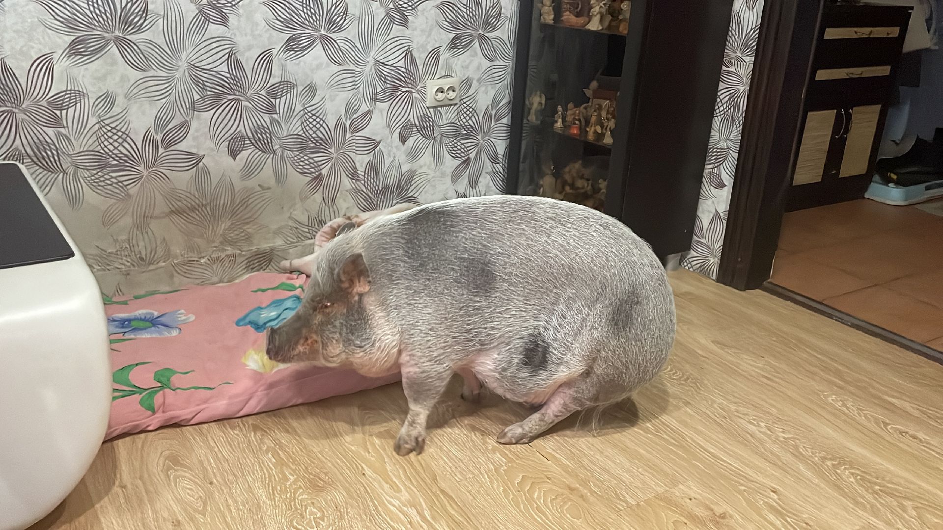 Волоколамск, Поросенок, Жужа,