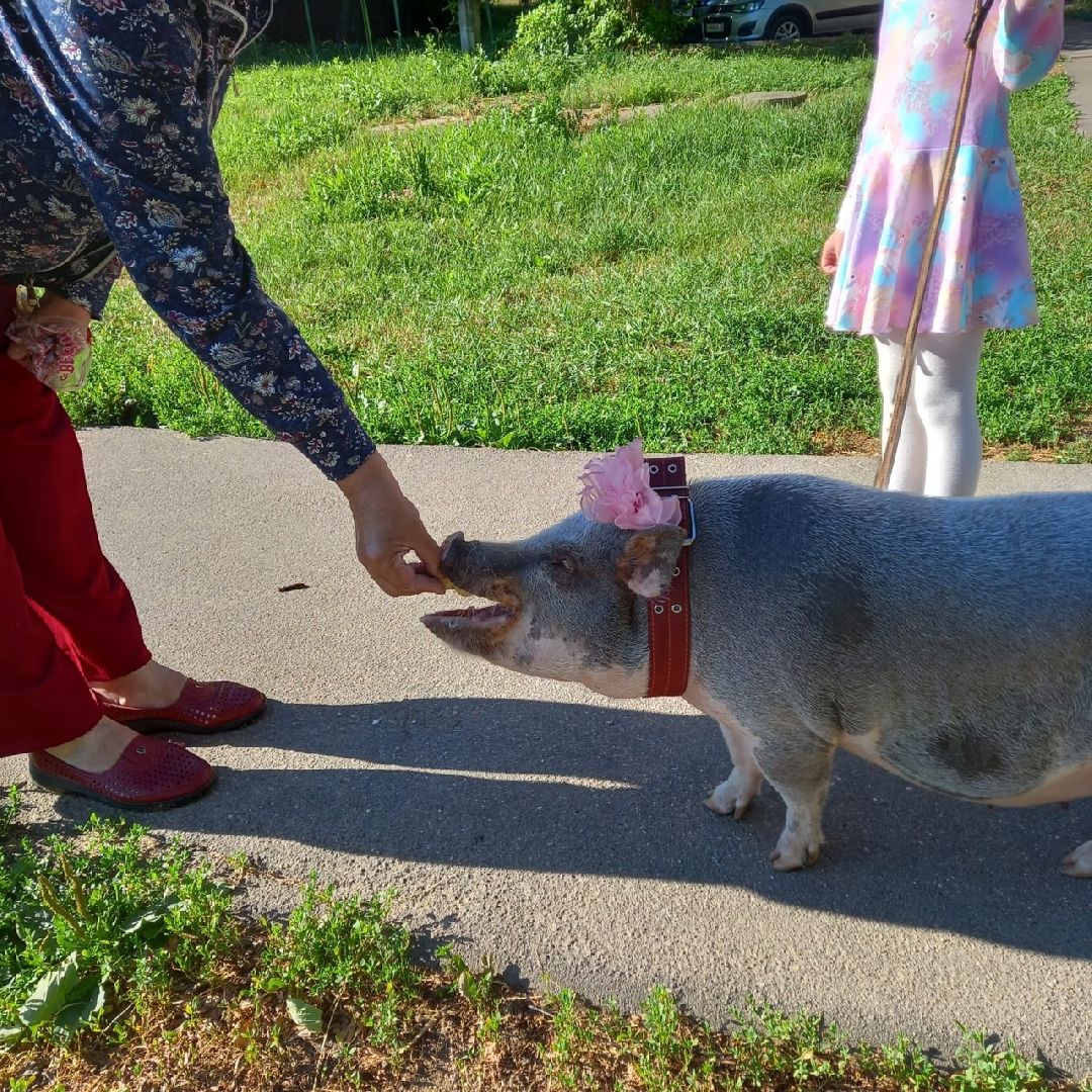 Волоколамск, Поросенок, Жужа,