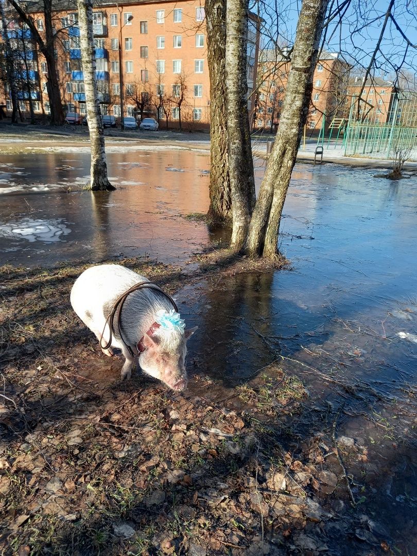 Волоколамск, Поросенок, Жужа,