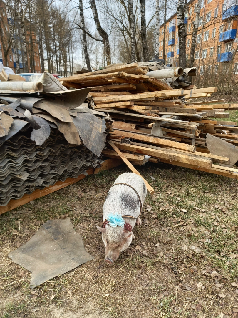 Волоколамск, Поросенок, Жужа,