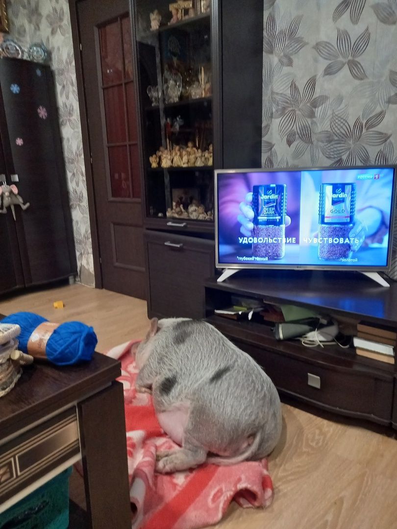 Волоколамск, Поросенок, Жужа,