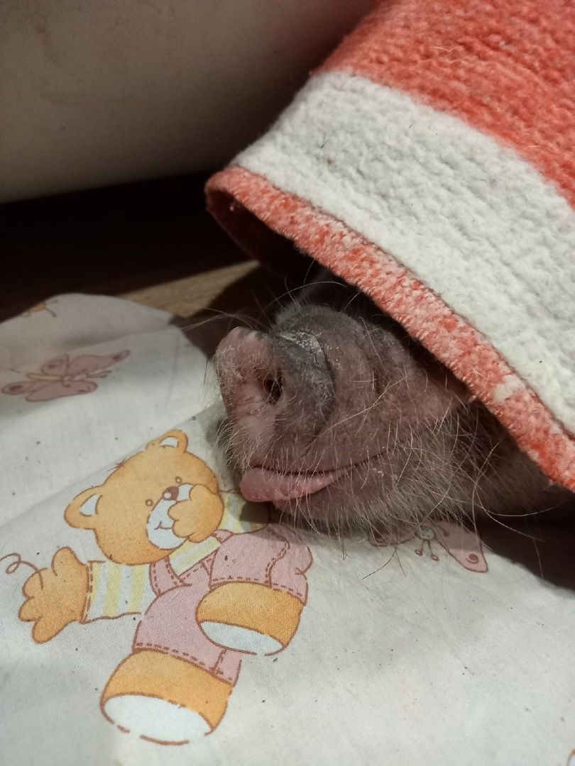 Волоколамск, Поросенок, Жужа,