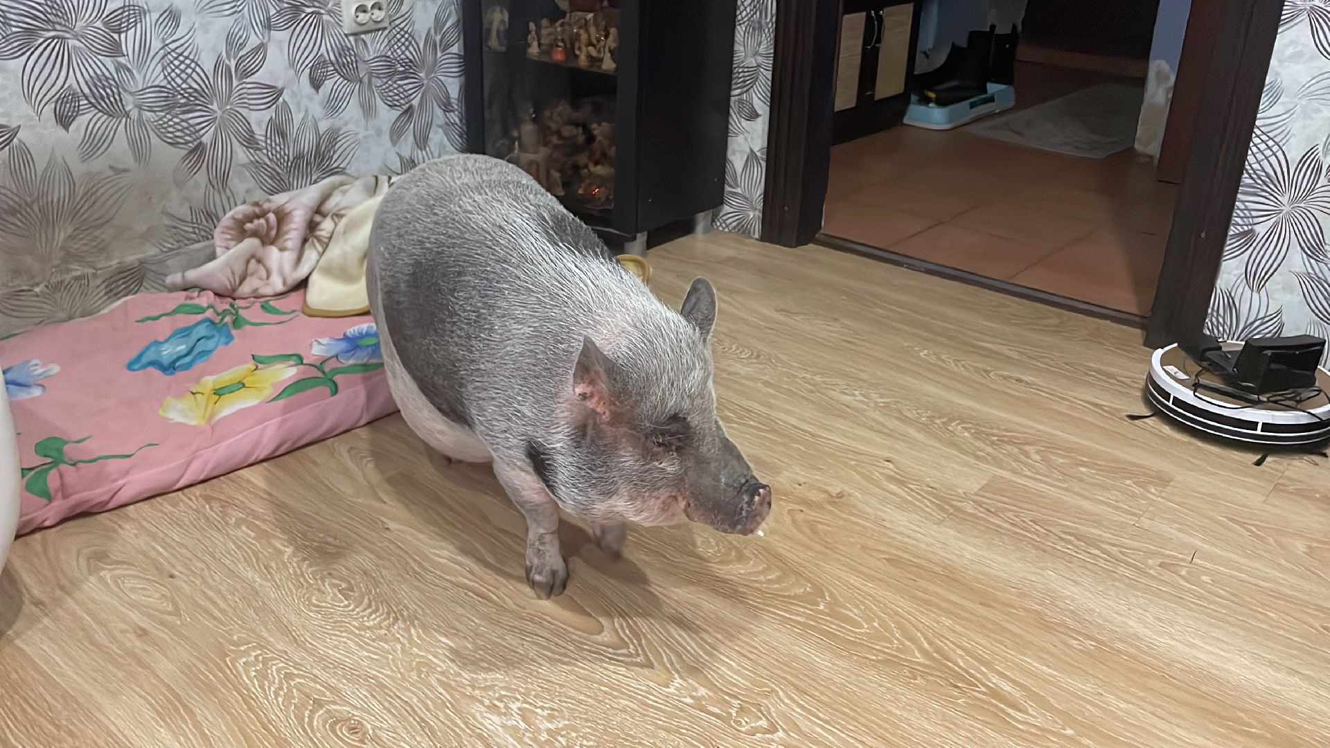 Волоколамск, Поросенок, Жужа,