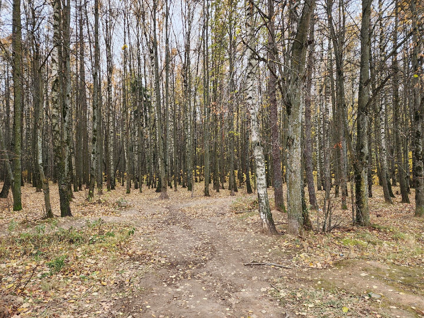 Звенигород, Благоустройство, Супоневский лес, Инициативная группа,