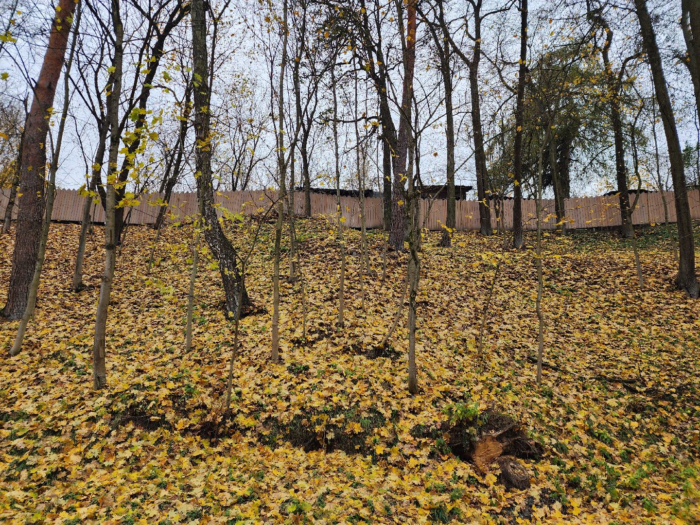 Звенигород, Искусство, Монументальная живопись, Благоустройство, Алексей Шилов,