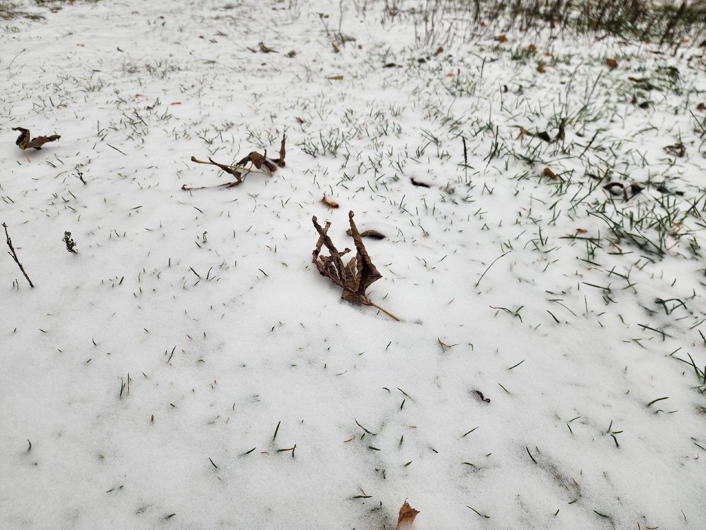 моржевание, закаливание, ЗОЖ, первый мороз, первый снег, выживший, ледяная вода, зимняя природа, зимнее озеро,