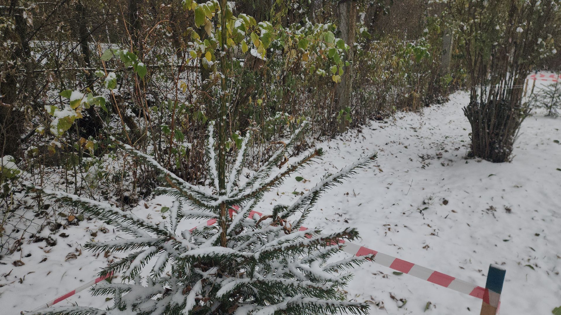 моржевание, закаливание, ЗОЖ, первый мороз, первый снег, выживший, ледяная вода, зимняя природа, зимнее озеро,