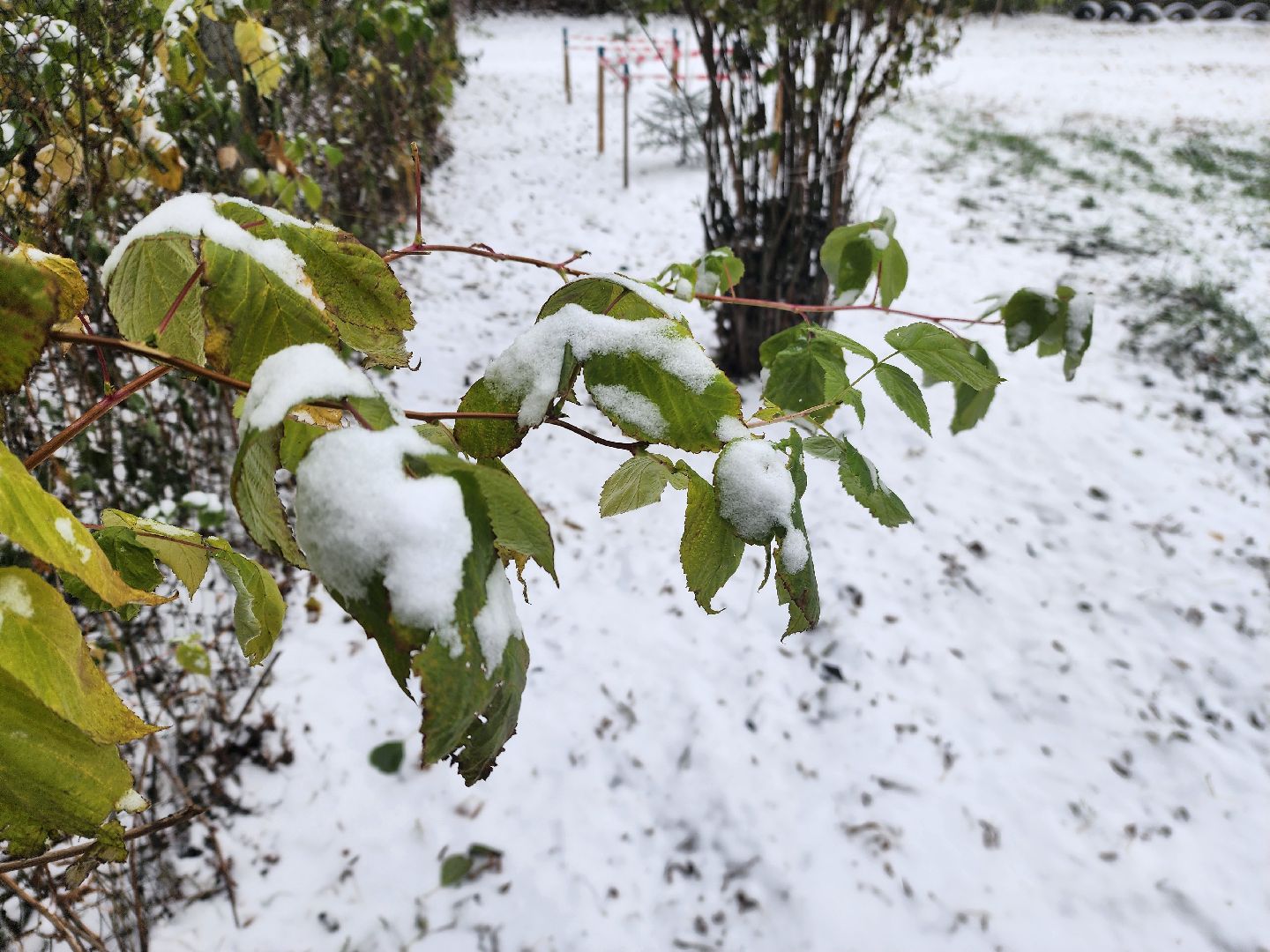 моржевание, закаливание, ЗОЖ, первый мороз, первый снег, выживший, ледяная вода, зимняя природа, зимнее озеро,