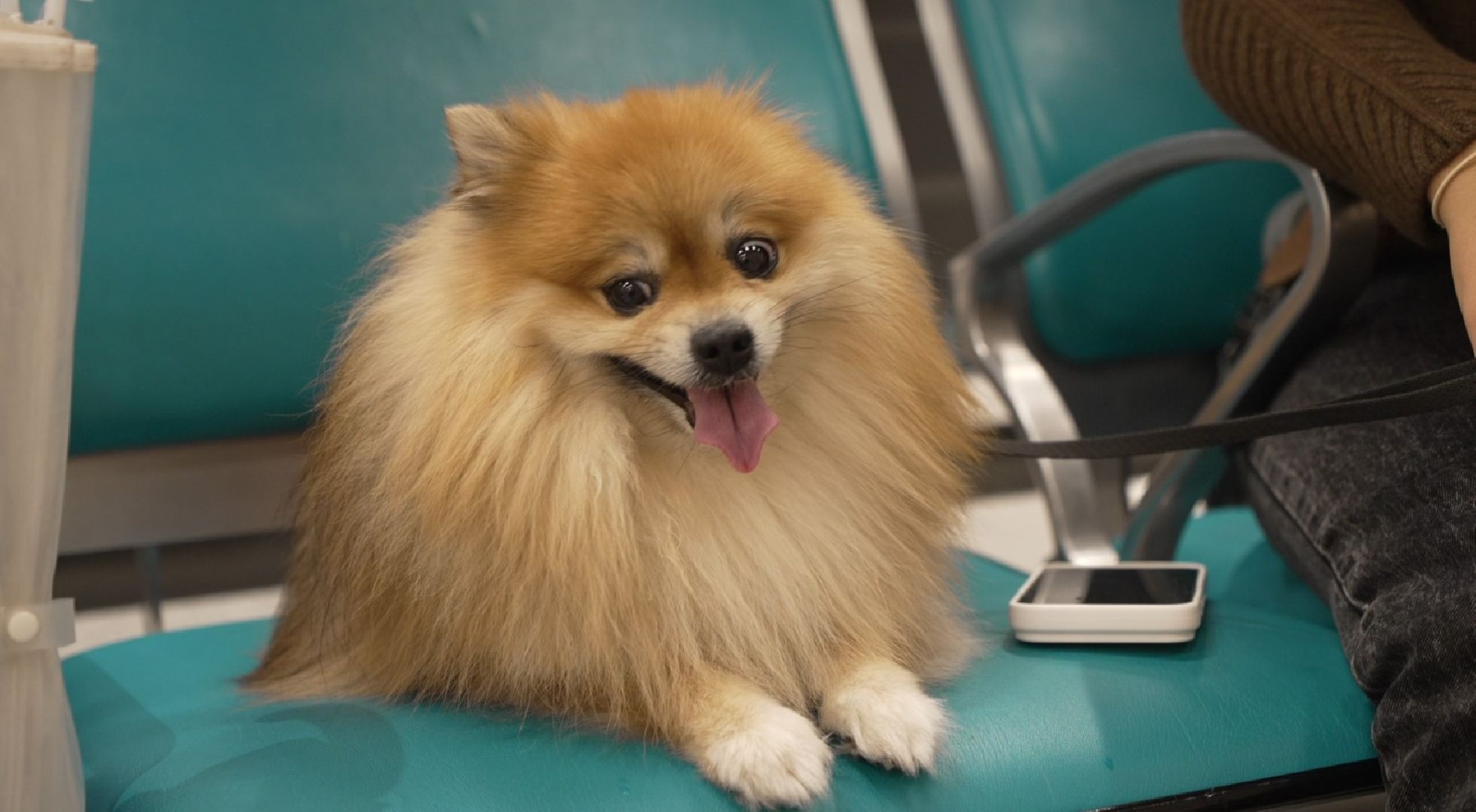 перелет с собакой, животные в самолете, аэропорт Домодедово,