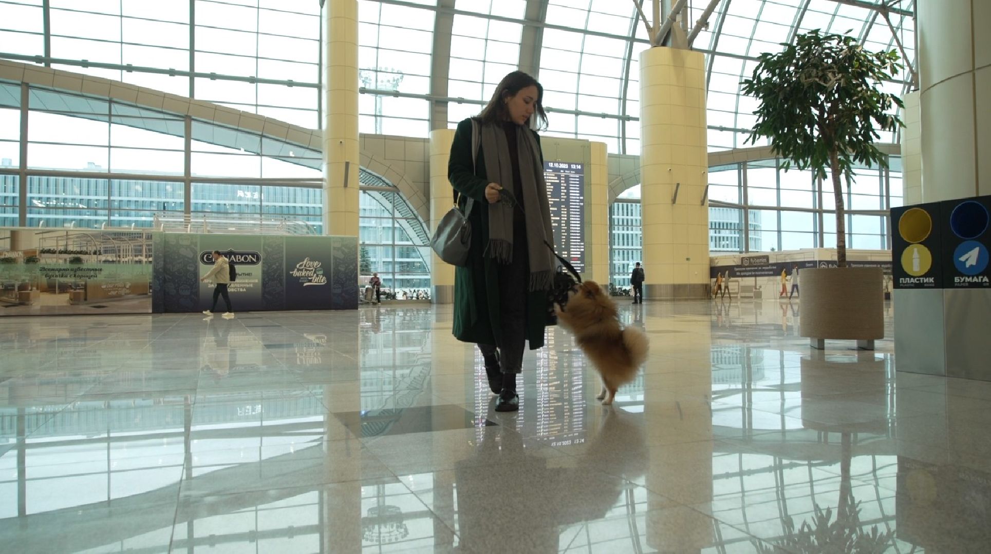 перелет с собакой, животные в самолете, аэропорт Домодедово,