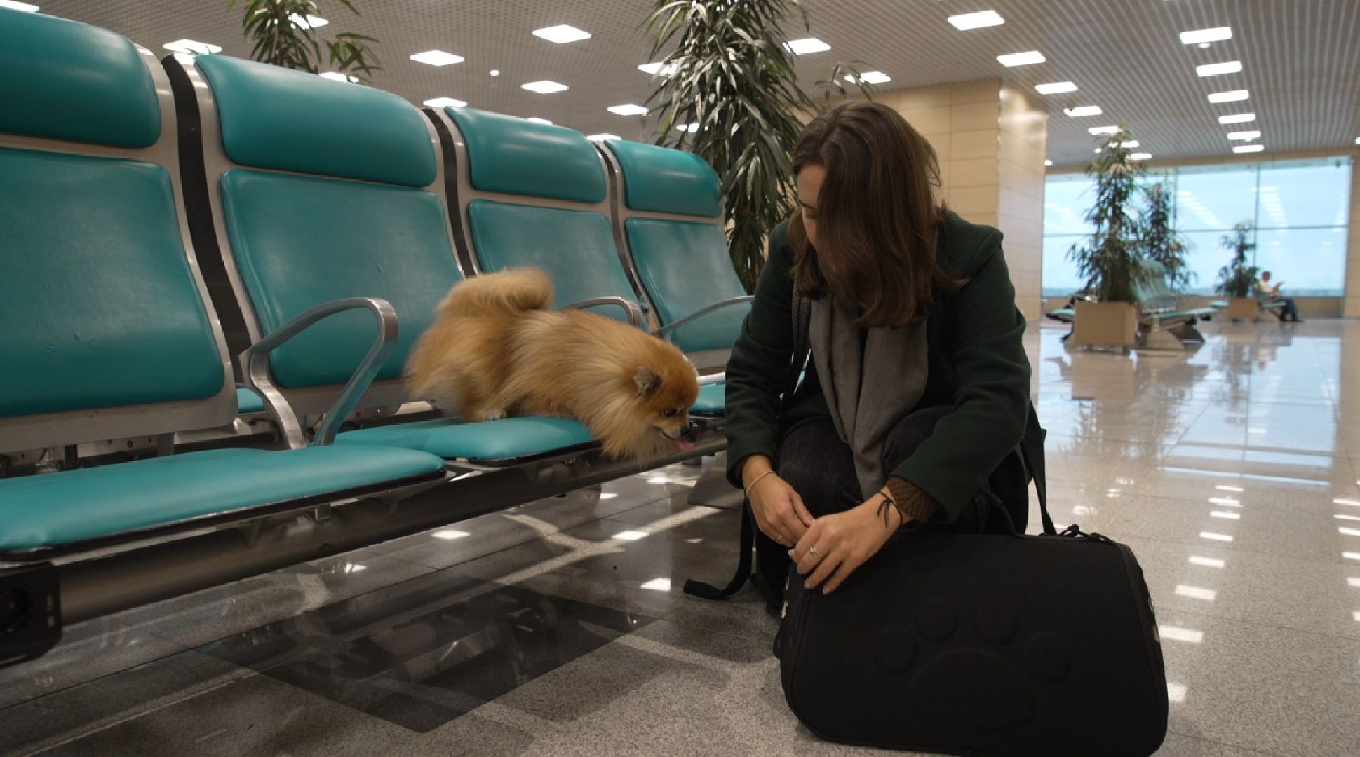перелет с собакой, животные в самолете, аэропорт Домодедово,