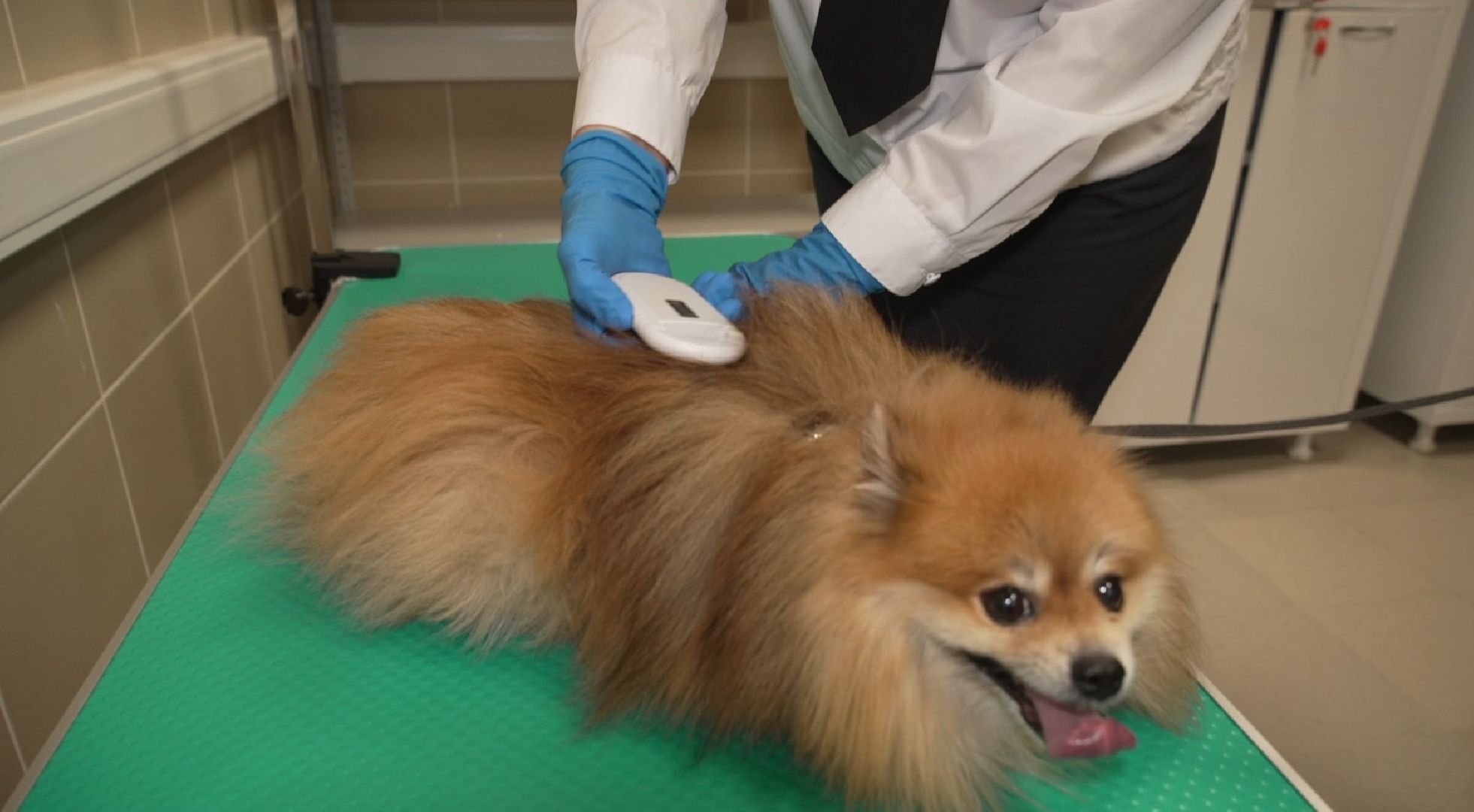 перелет с собакой, животные в самолете, аэропорт Домодедово,
