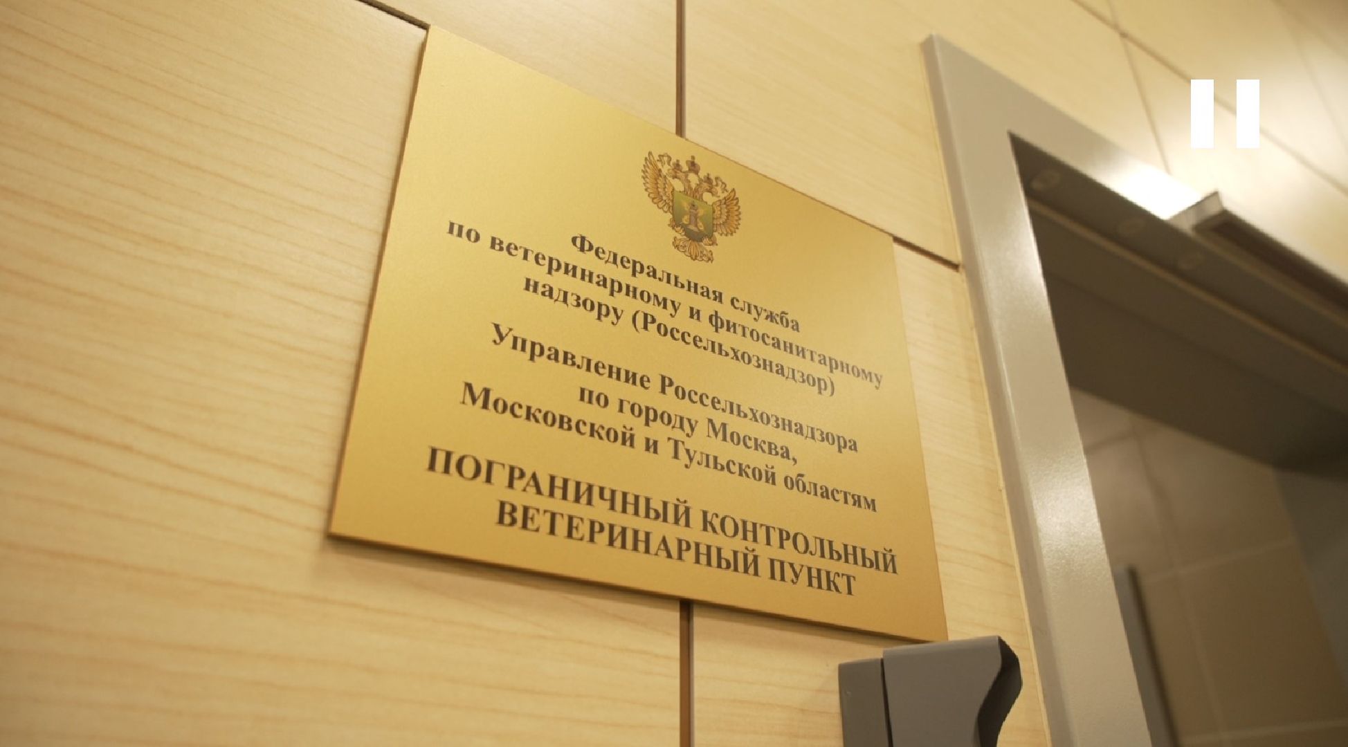 перелет с собакой, животные в самолете, аэропорт Домодедово,