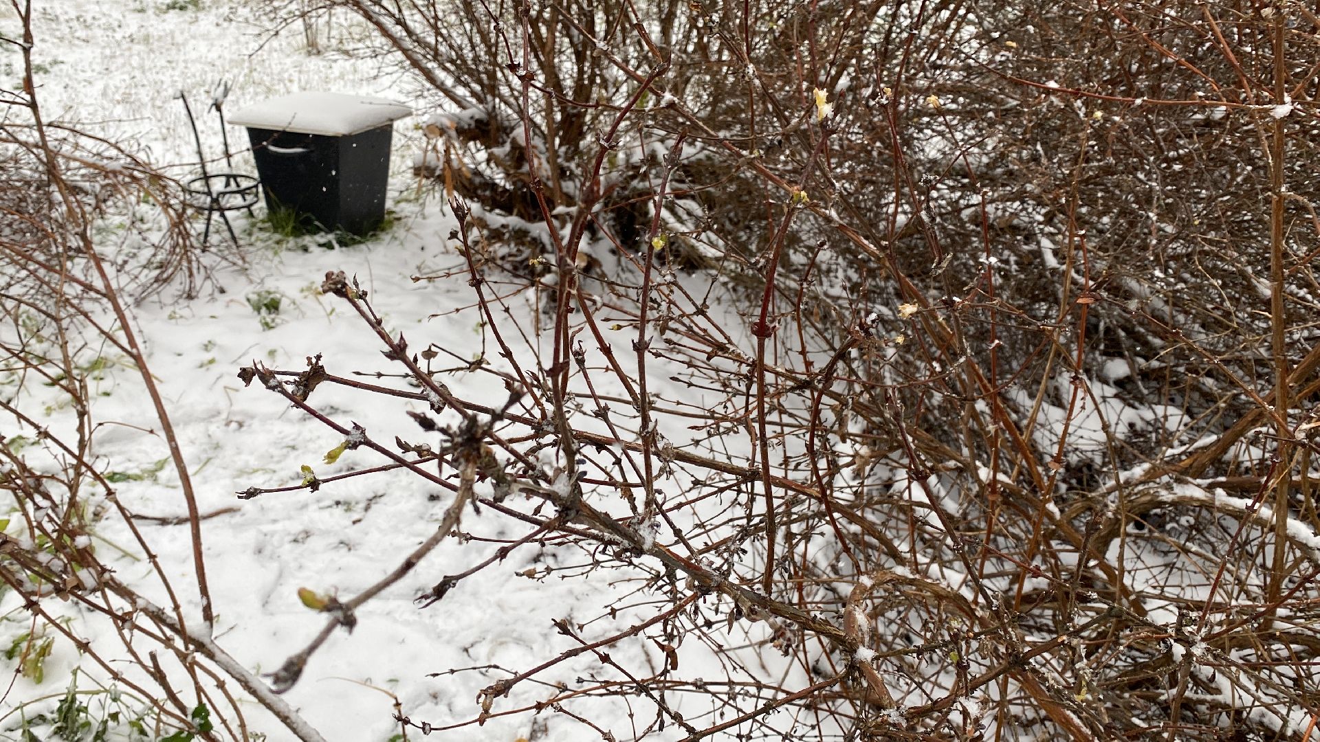 волоколамск, жимолость, экология, аномальная погода, природа, природное явление,