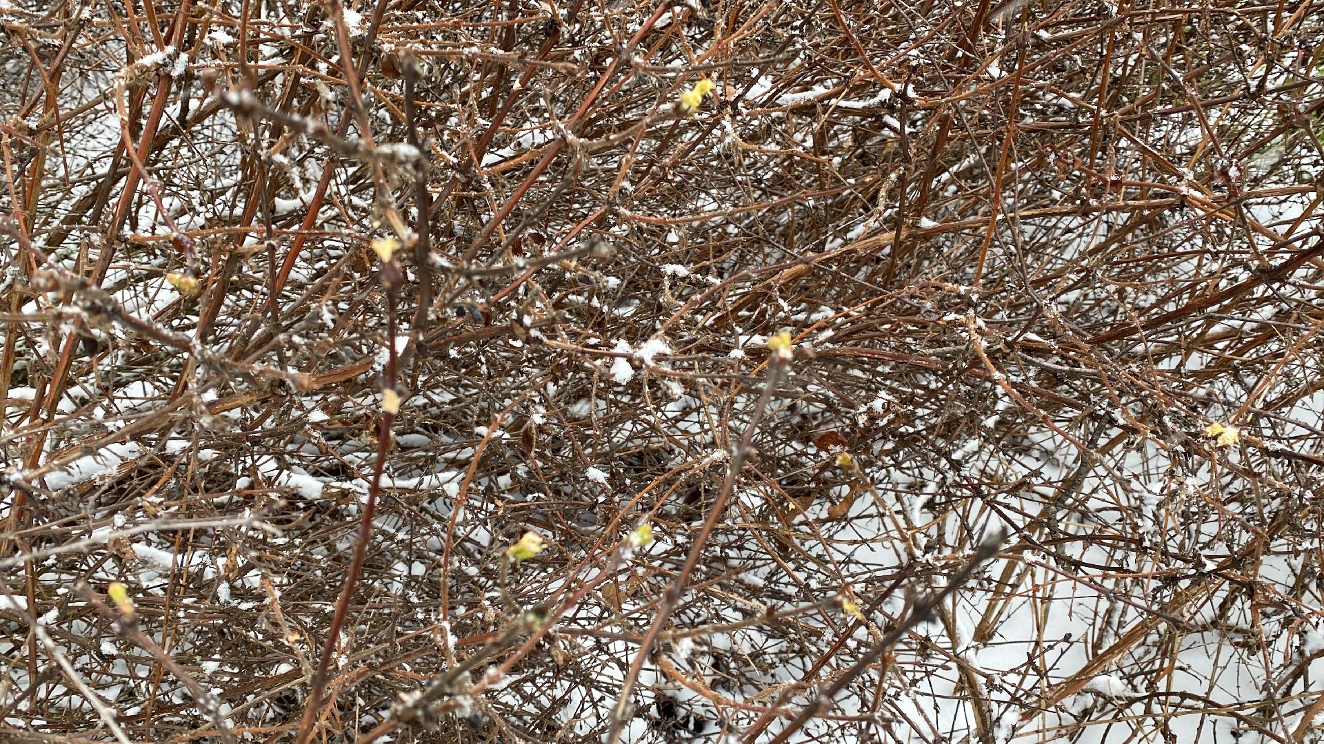 волоколамск, жимолость, экология, аномальная погода, природа, природное явление,