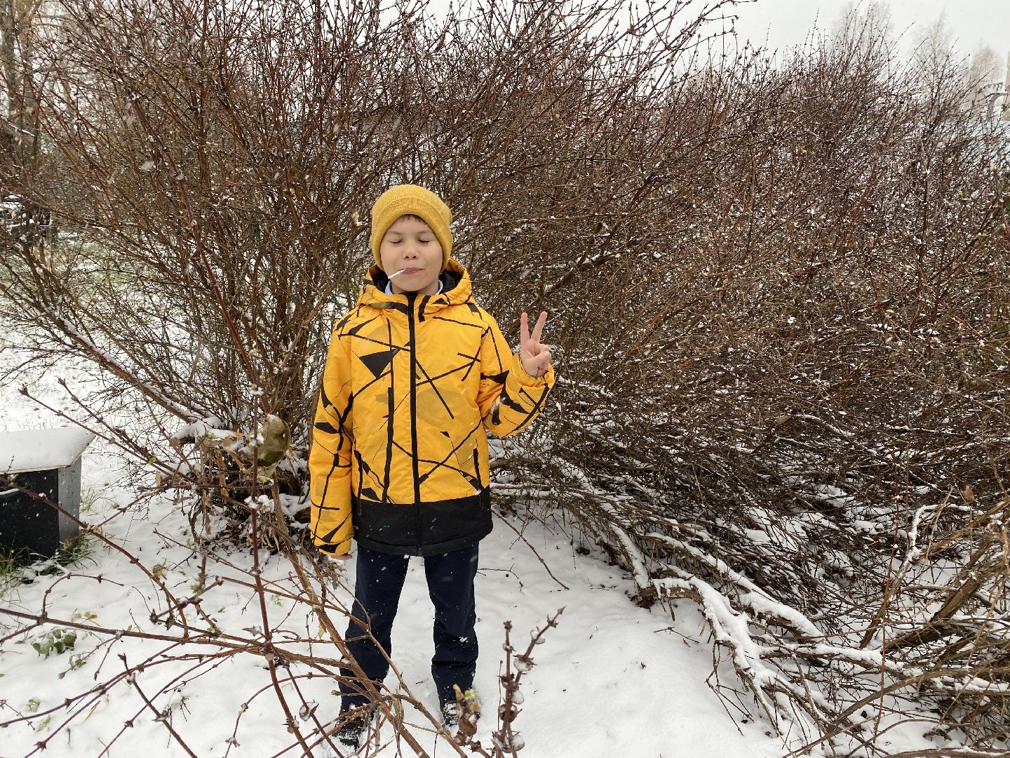 волоколамск, жимолость, экология, аномальная погода, природа, природное явление,