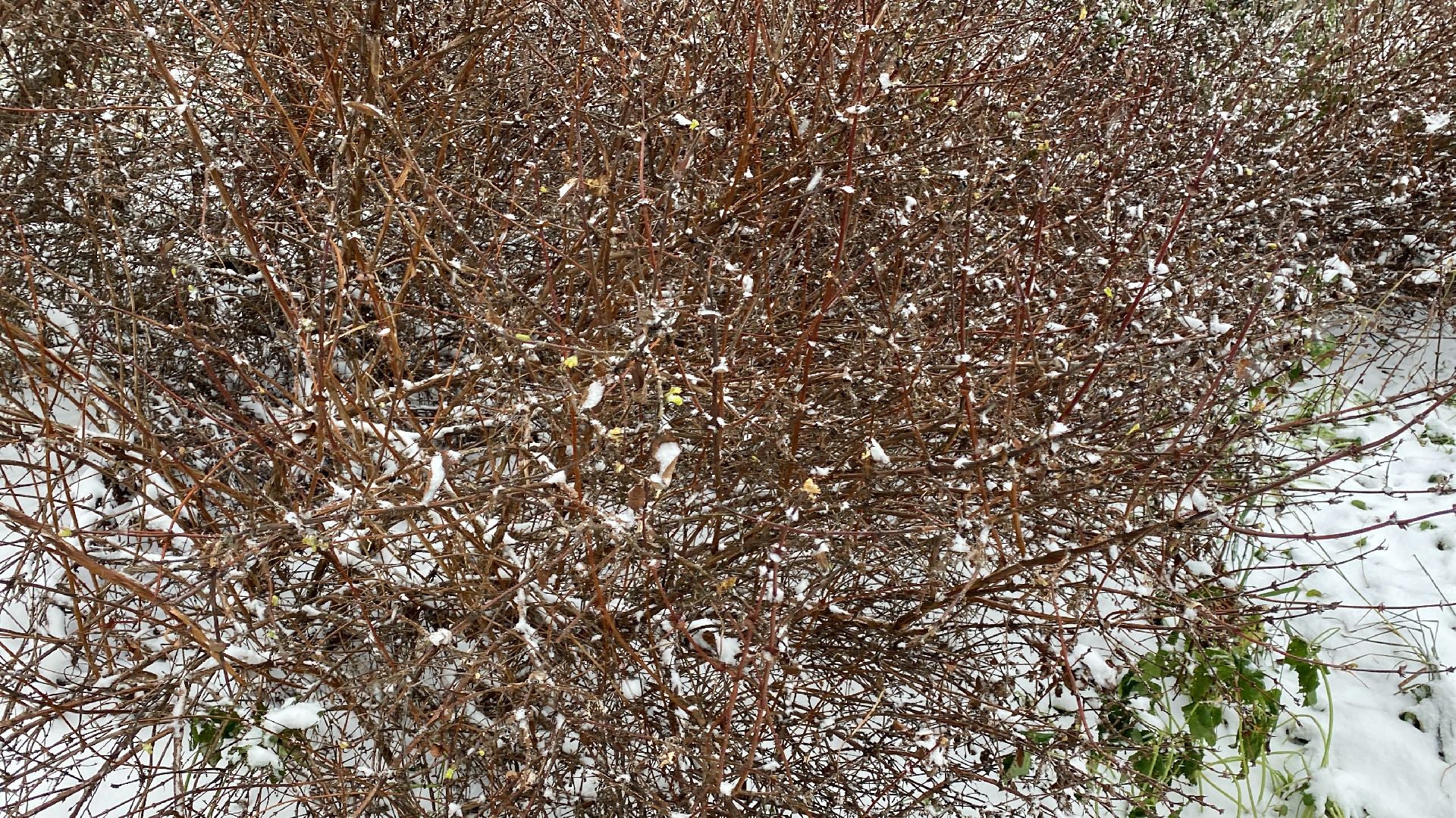 волоколамск, жимолость, экология, аномальная погода, природа, природное явление,