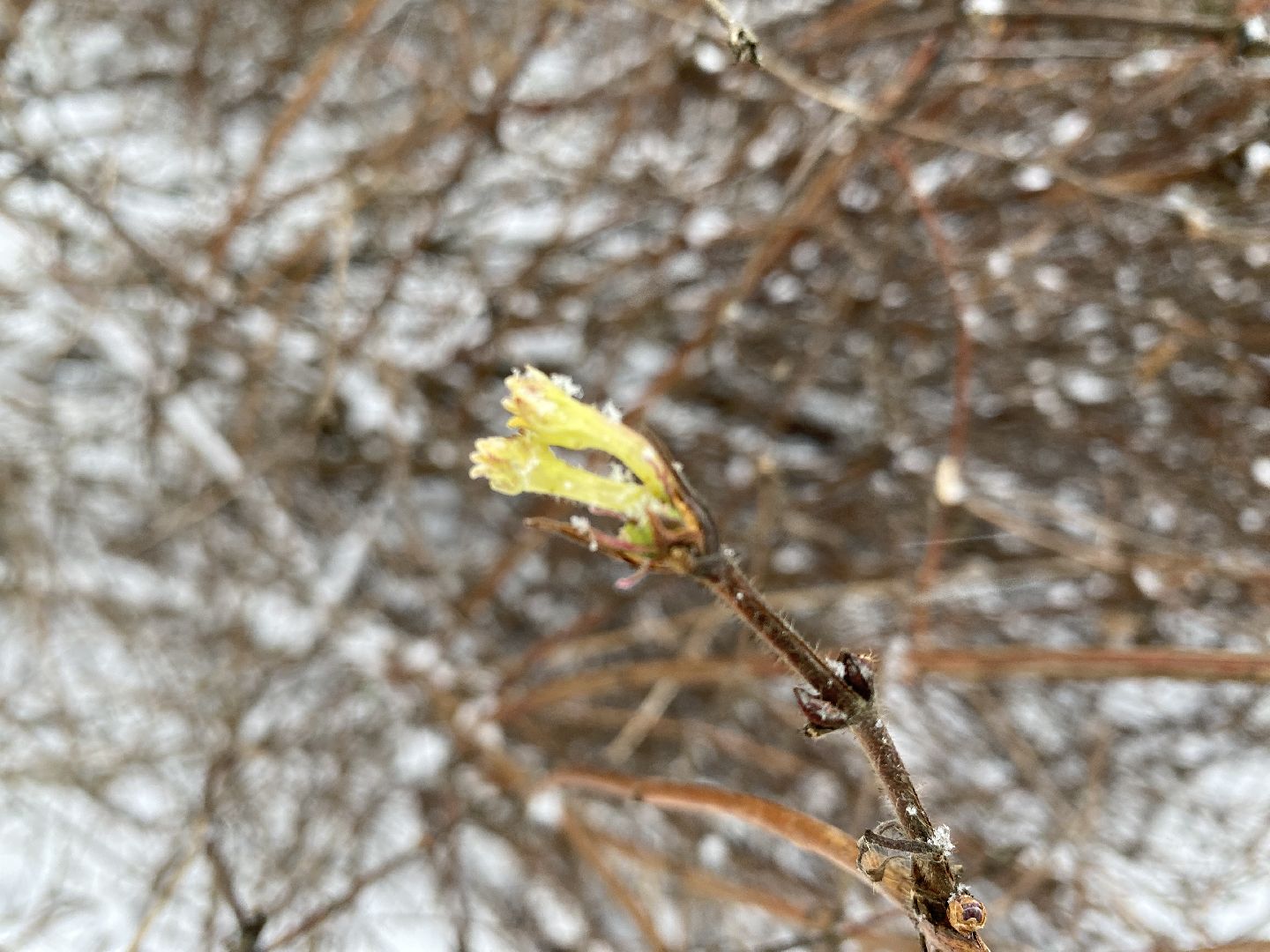 волоколамск, жимолость, экология, аномальная погода, природа, природное явление,