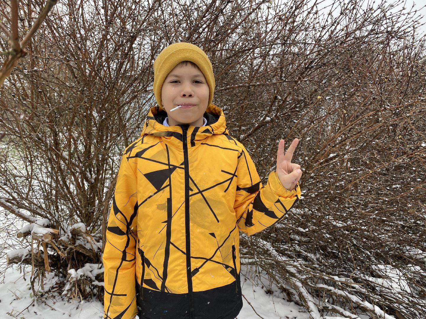 волоколамск, жимолость, экология, аномальная погода, природа, природное явление,